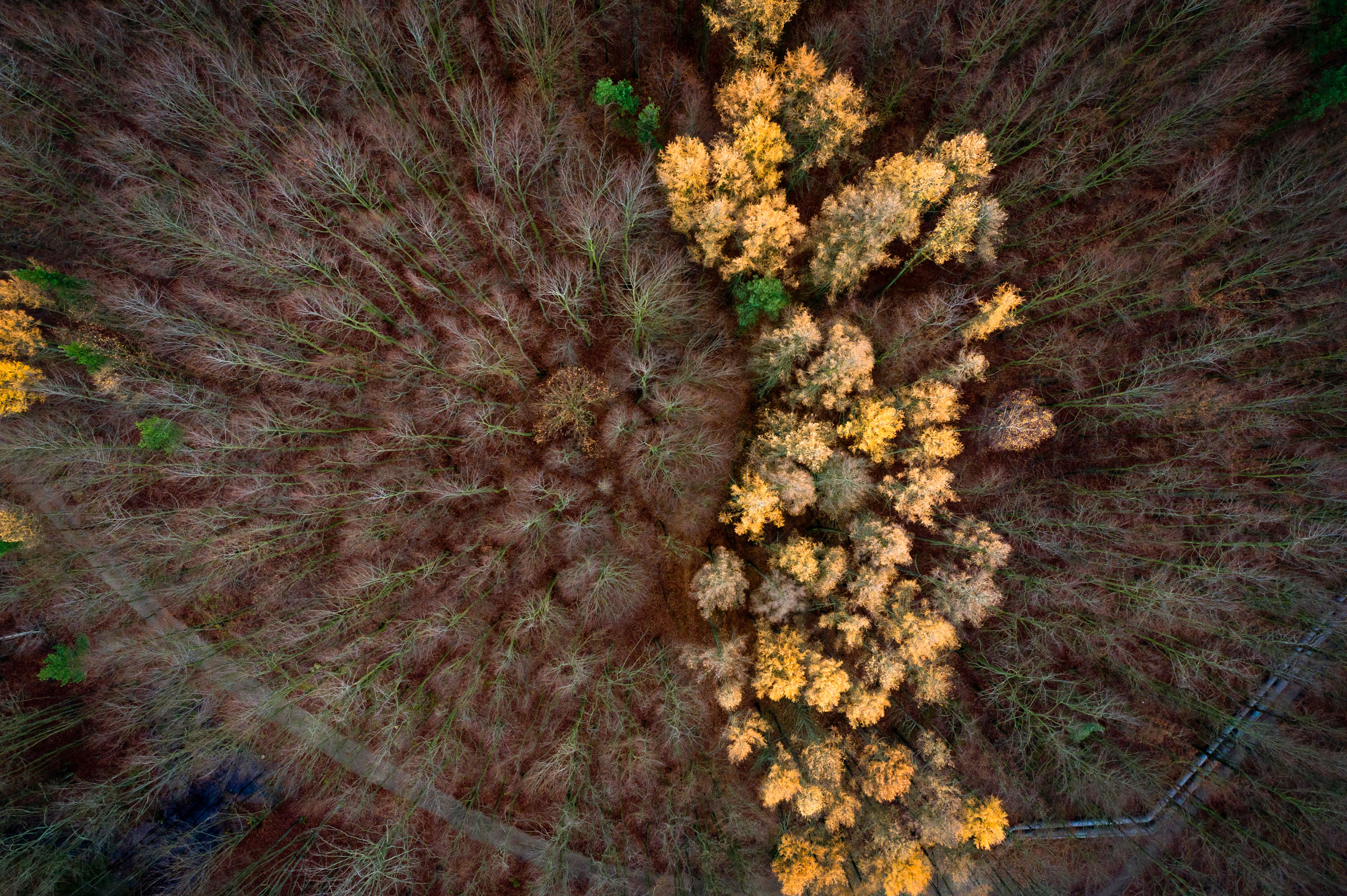 See Amazing Aerial Views of Fall Foliage in Poland