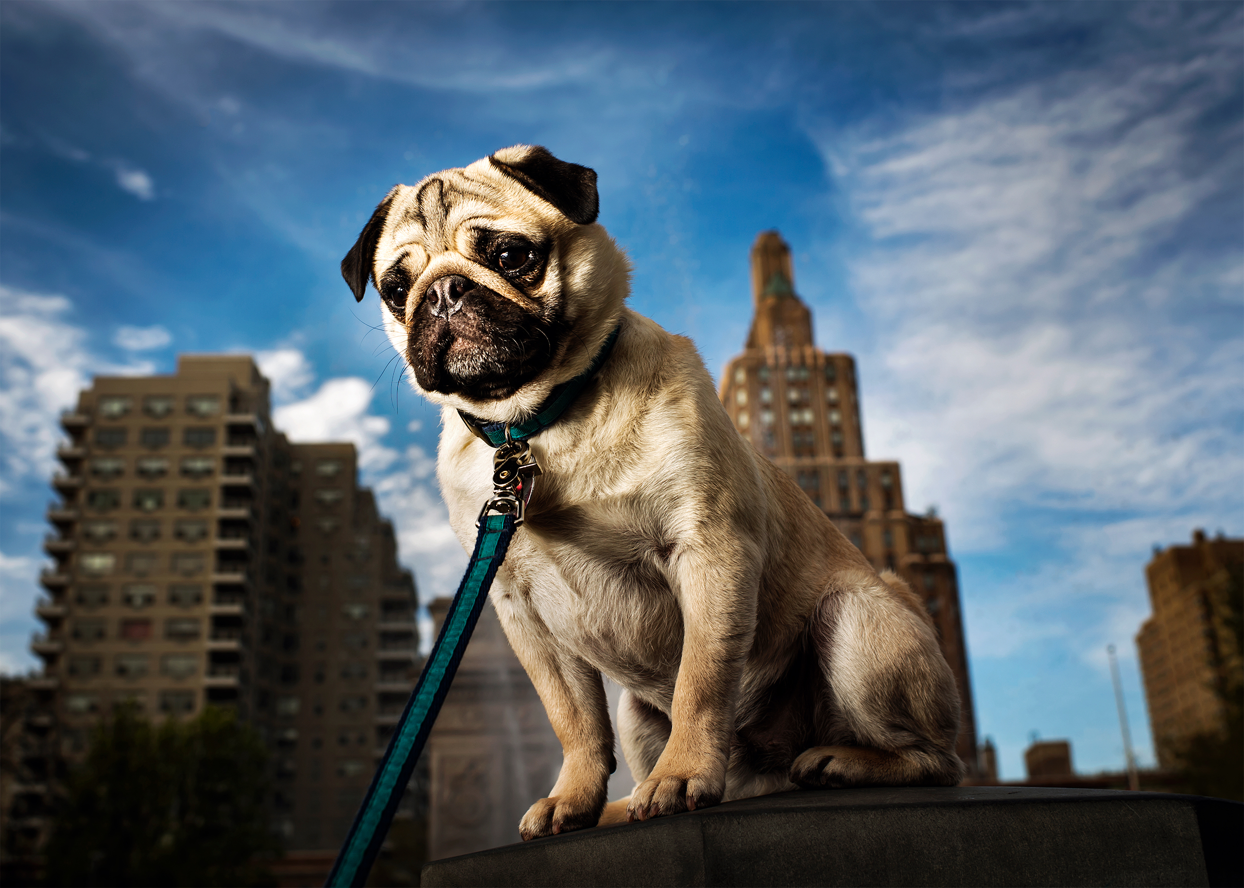 Bucky, a 1 1/2 year old Pug photographed in New York, NY on April 23, 2017.