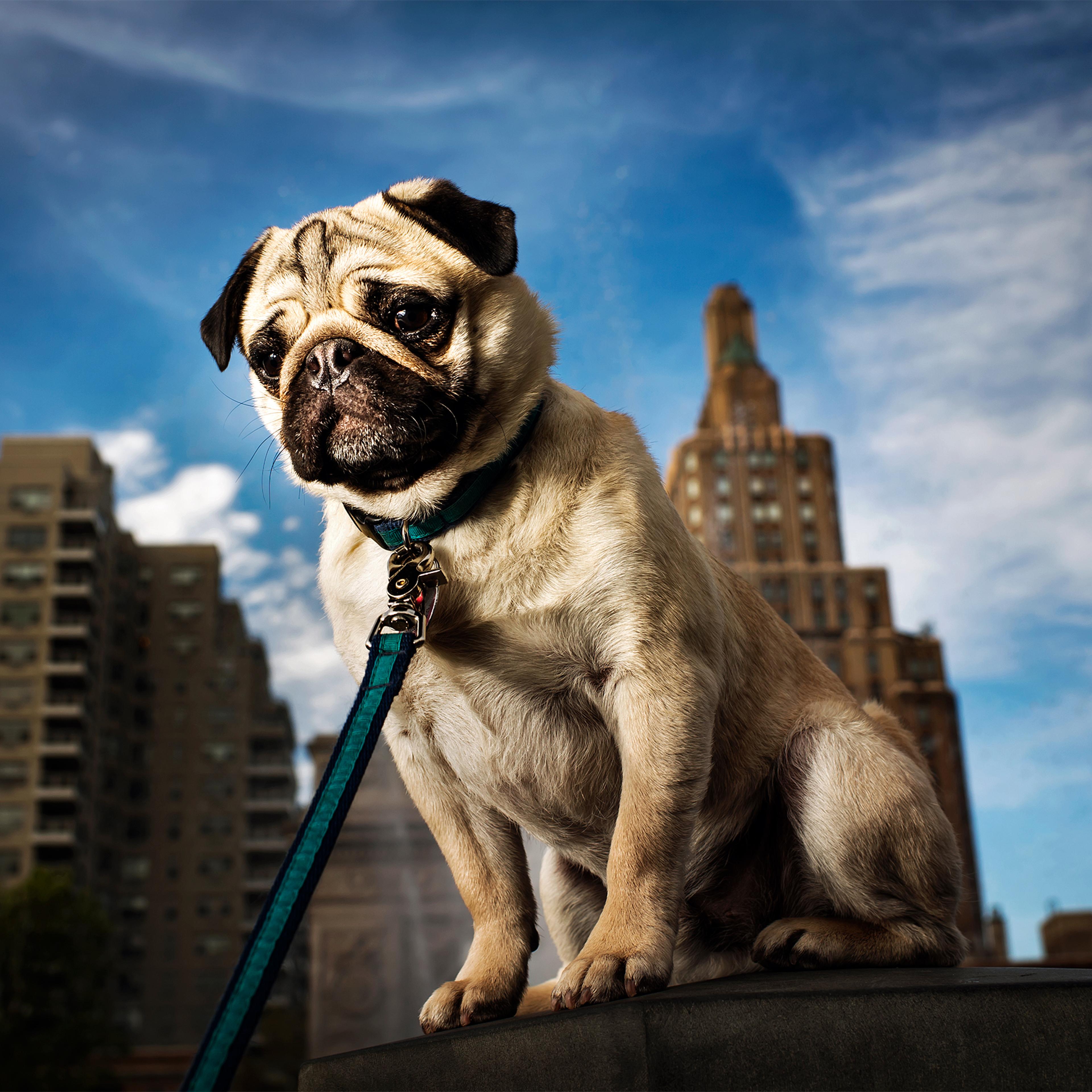 Bucky, a 1 1/2 year old Pug photographed in New York, NY on April 23, 2017.