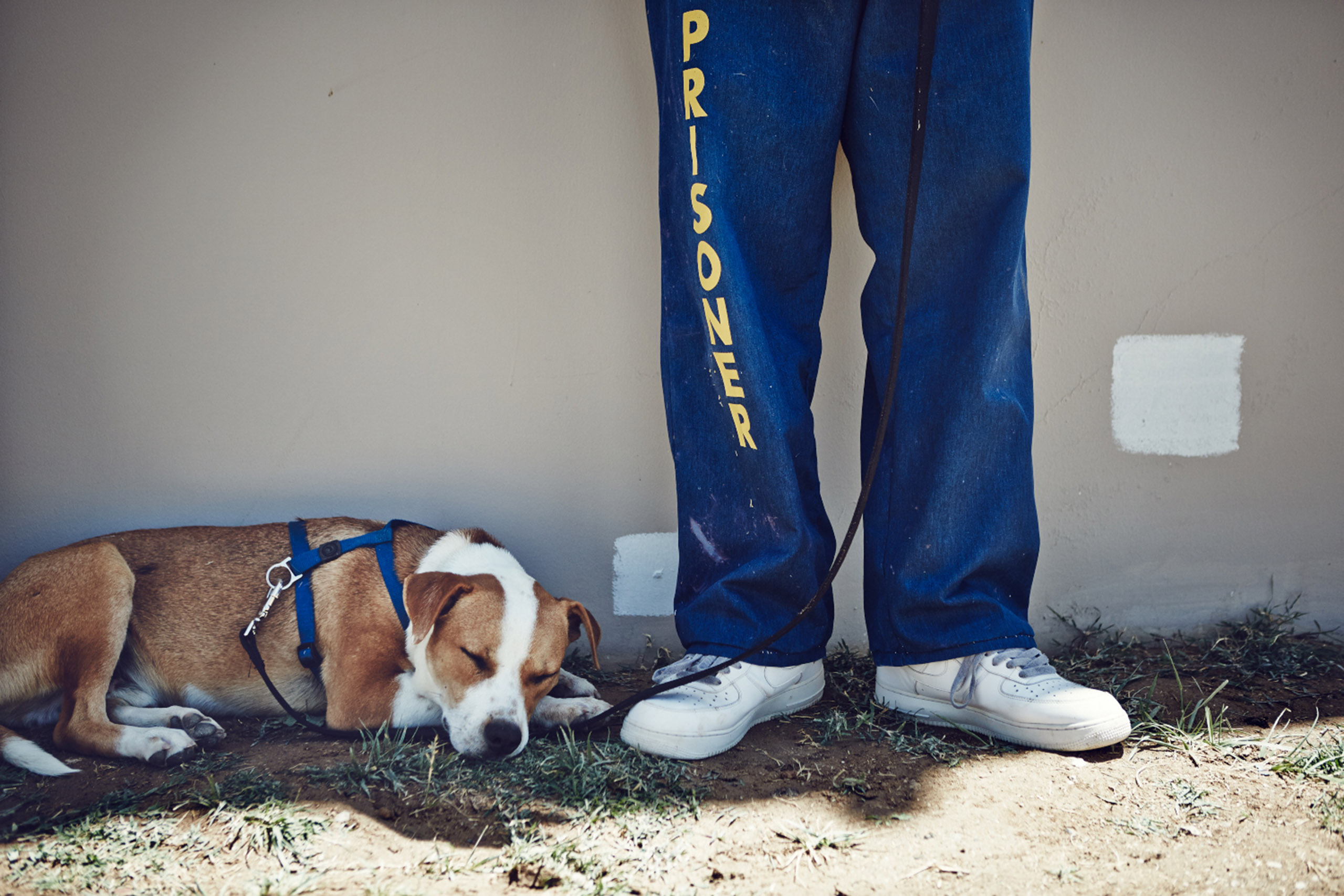 A dog called Eddie is seen napping in the shade during a break from training.
