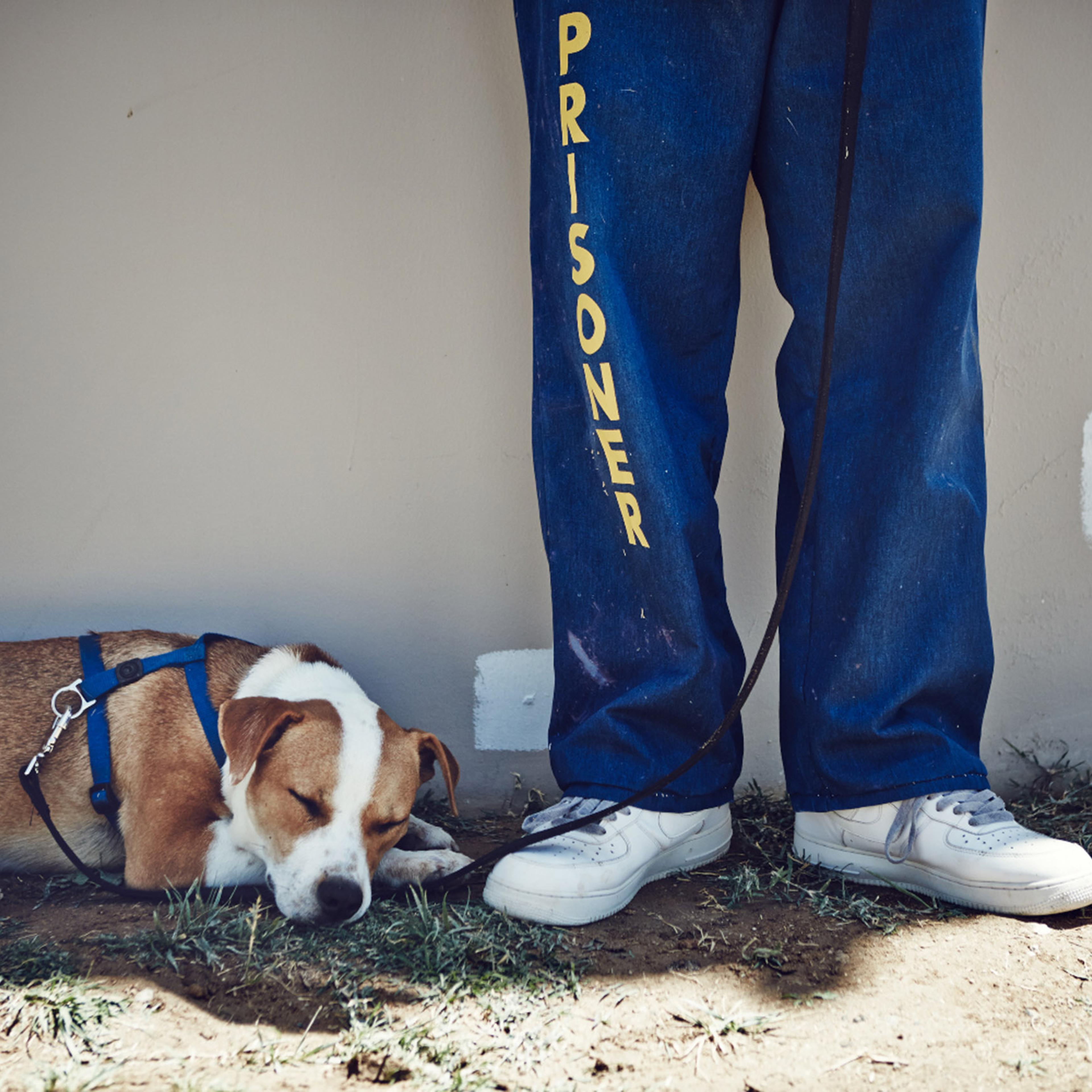 A dog called Eddie is seen napping in the shade during a break from training.