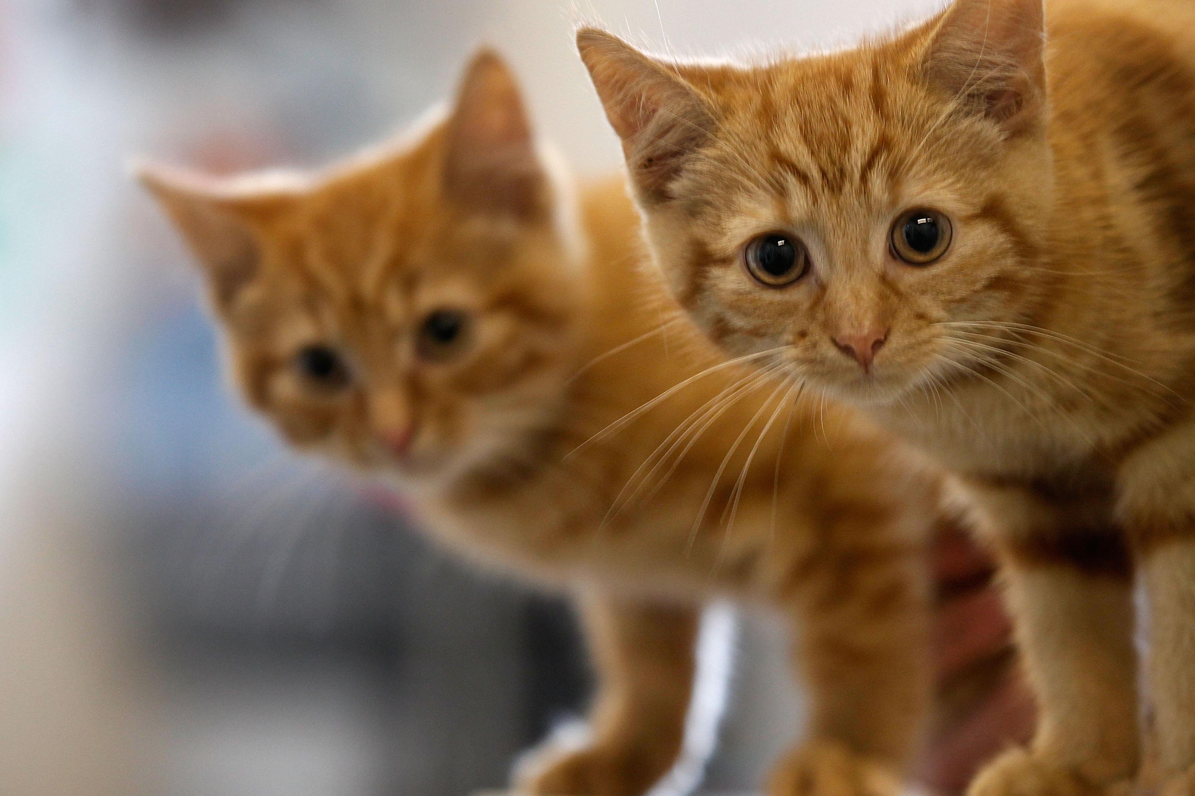 Animal Sanctuary Needs £200,000 To Avoid Closure