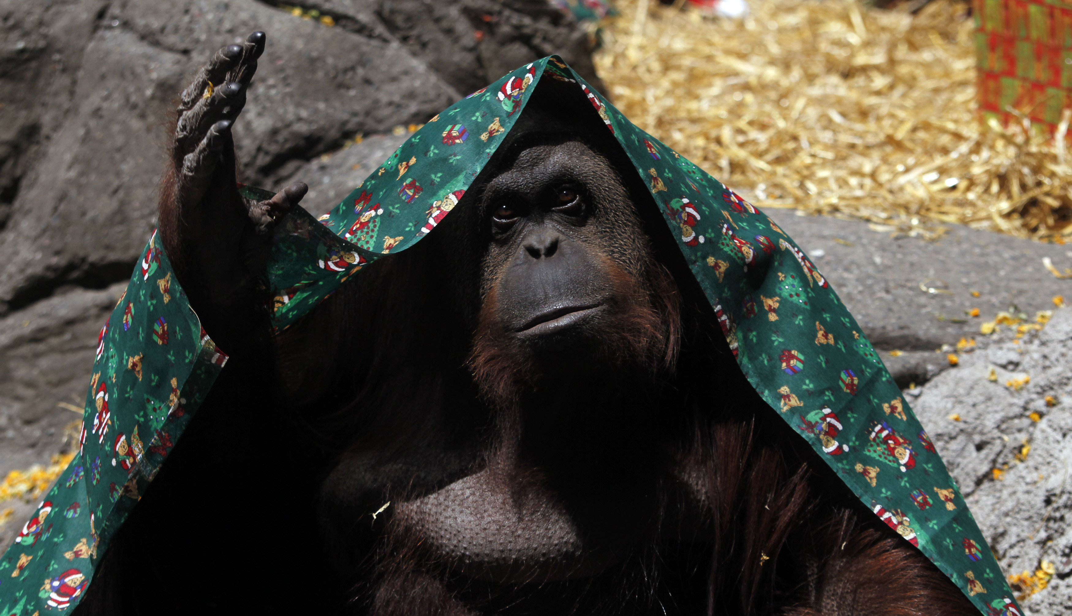An orangutan named Sandra, covered with a blanket, gestures inside its cage at Buenos Aires' Zoo