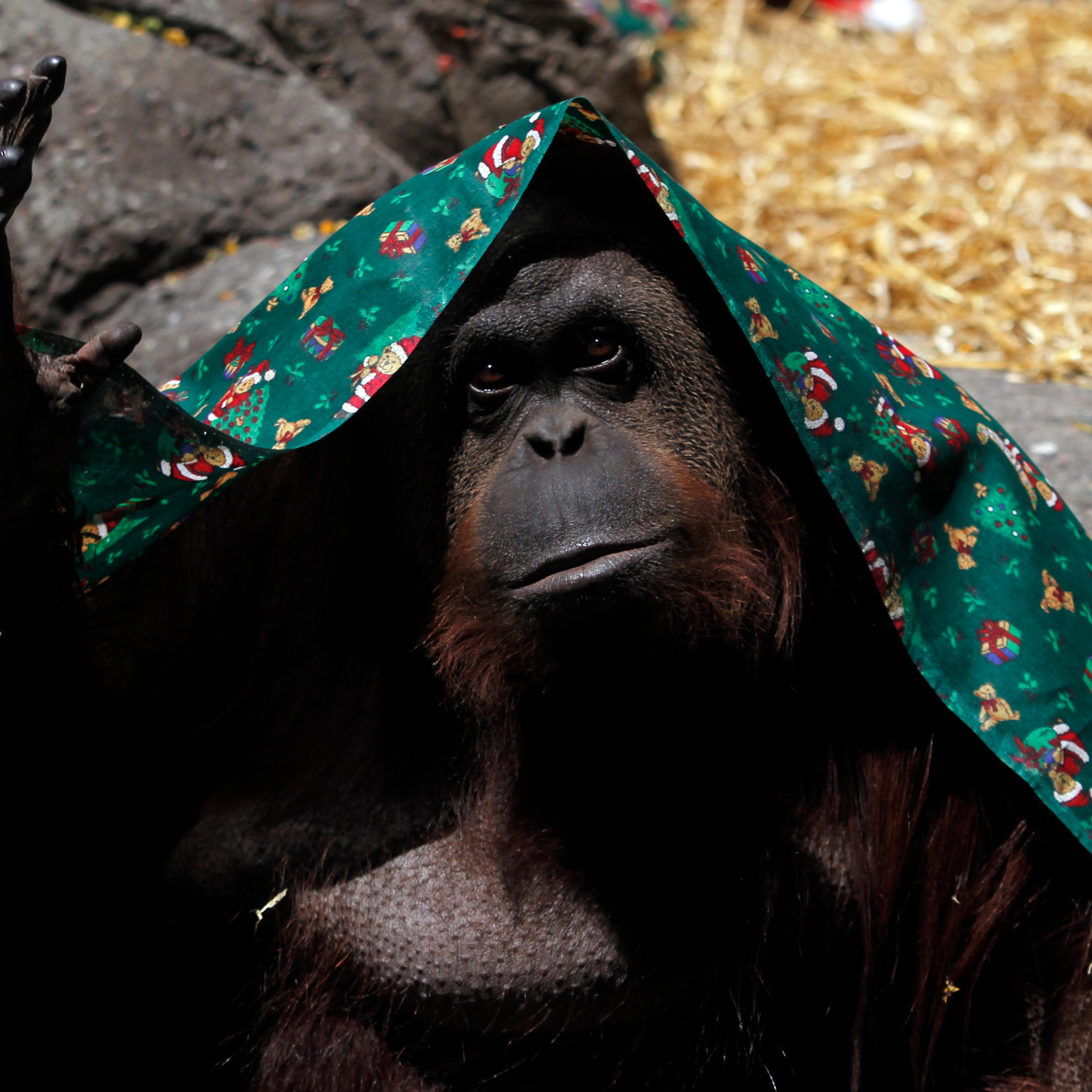 An orangutan named Sandra, covered with a blanket, gestures inside its cage at Buenos Aires' Zoo