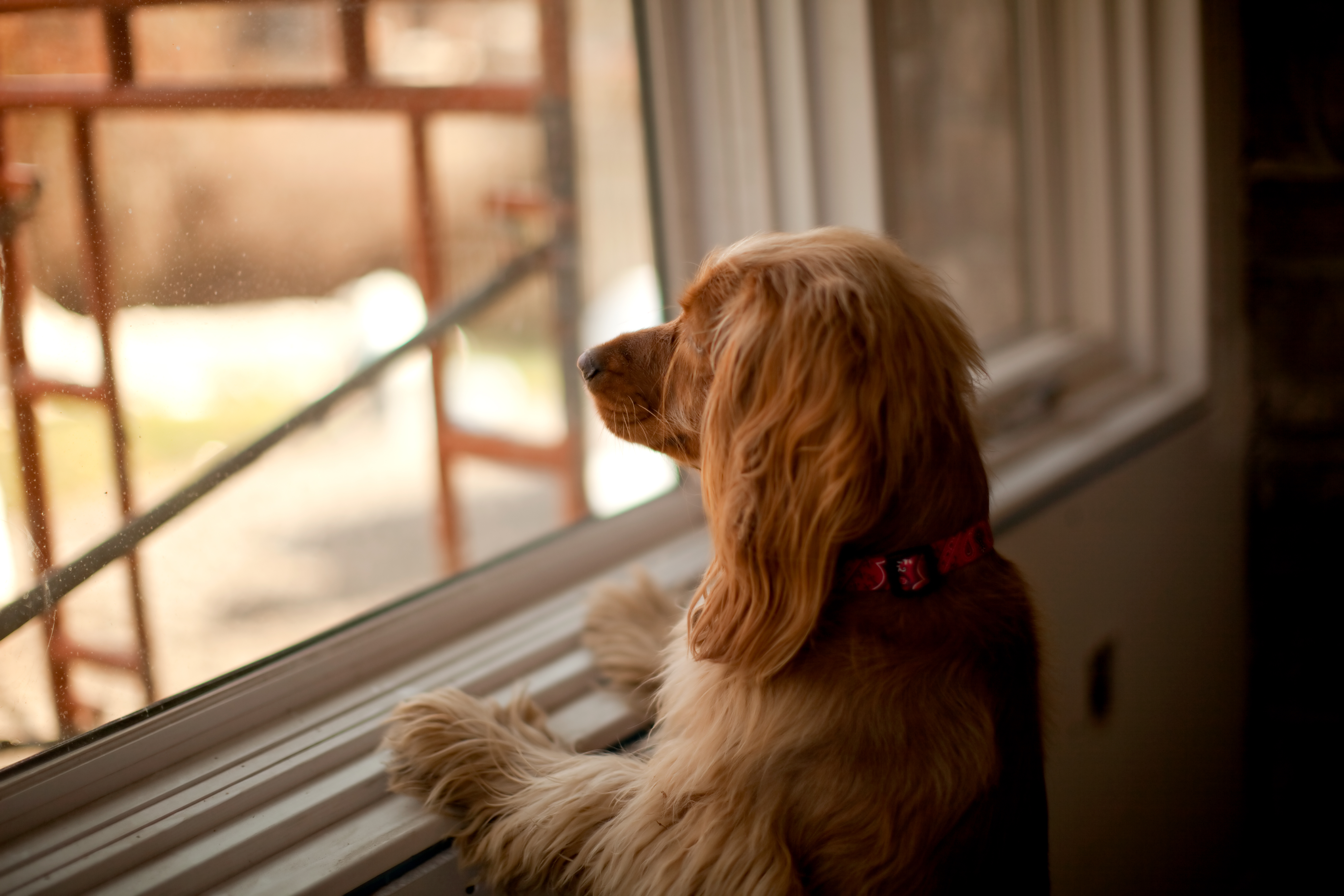 Boots at the window