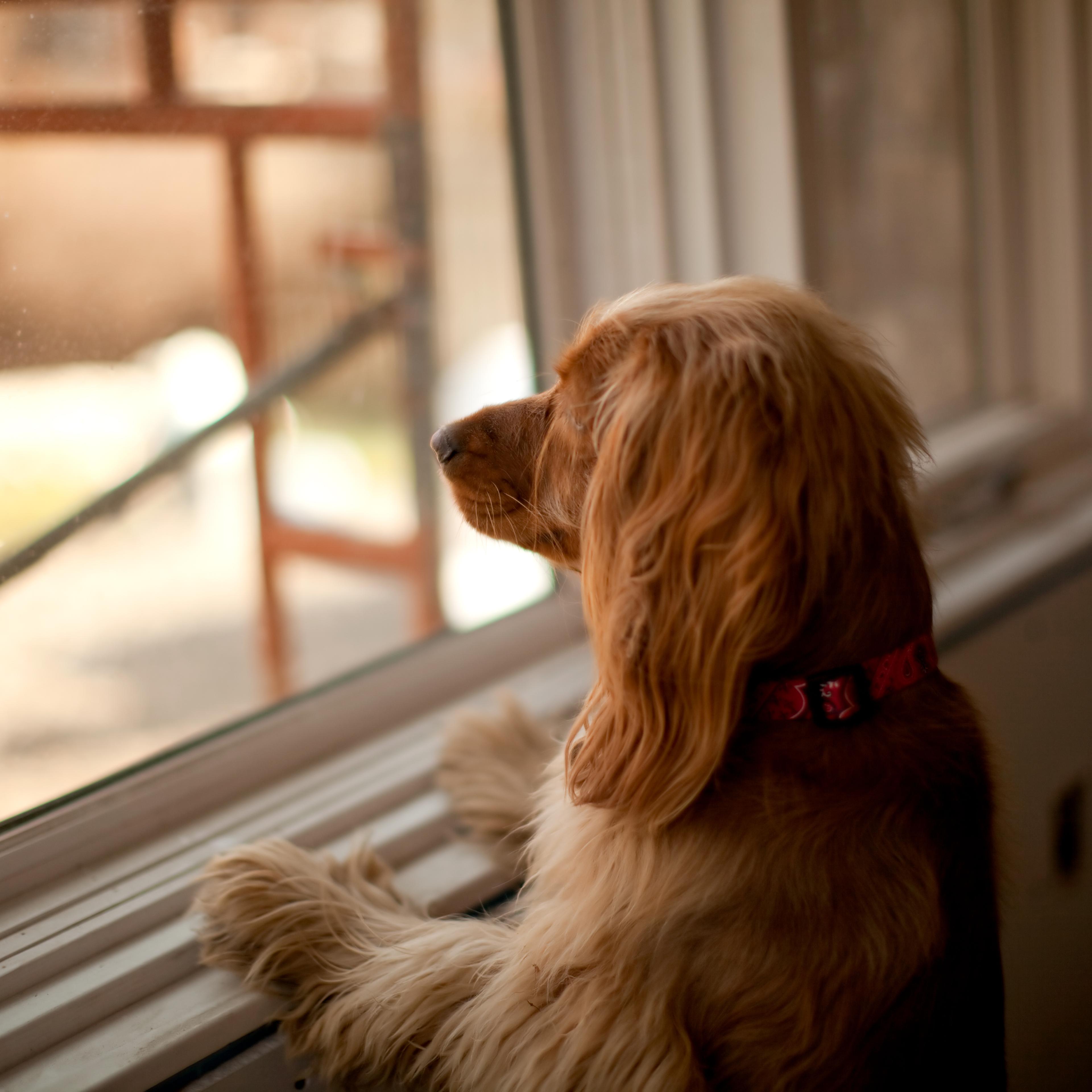 Boots at the window