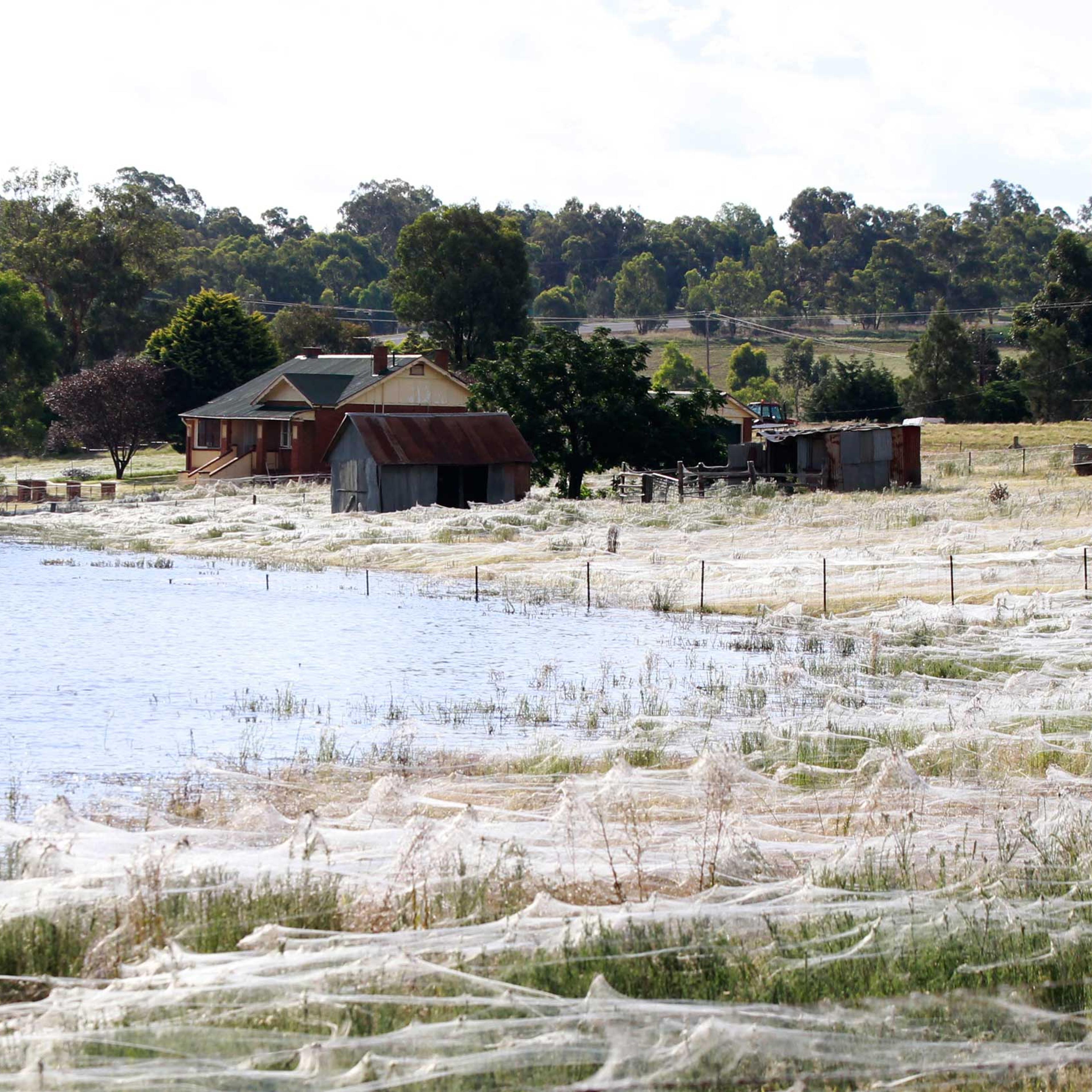 A house is surrounded by spiderwebs next to flood waters in Wagga Wagga, Australia.