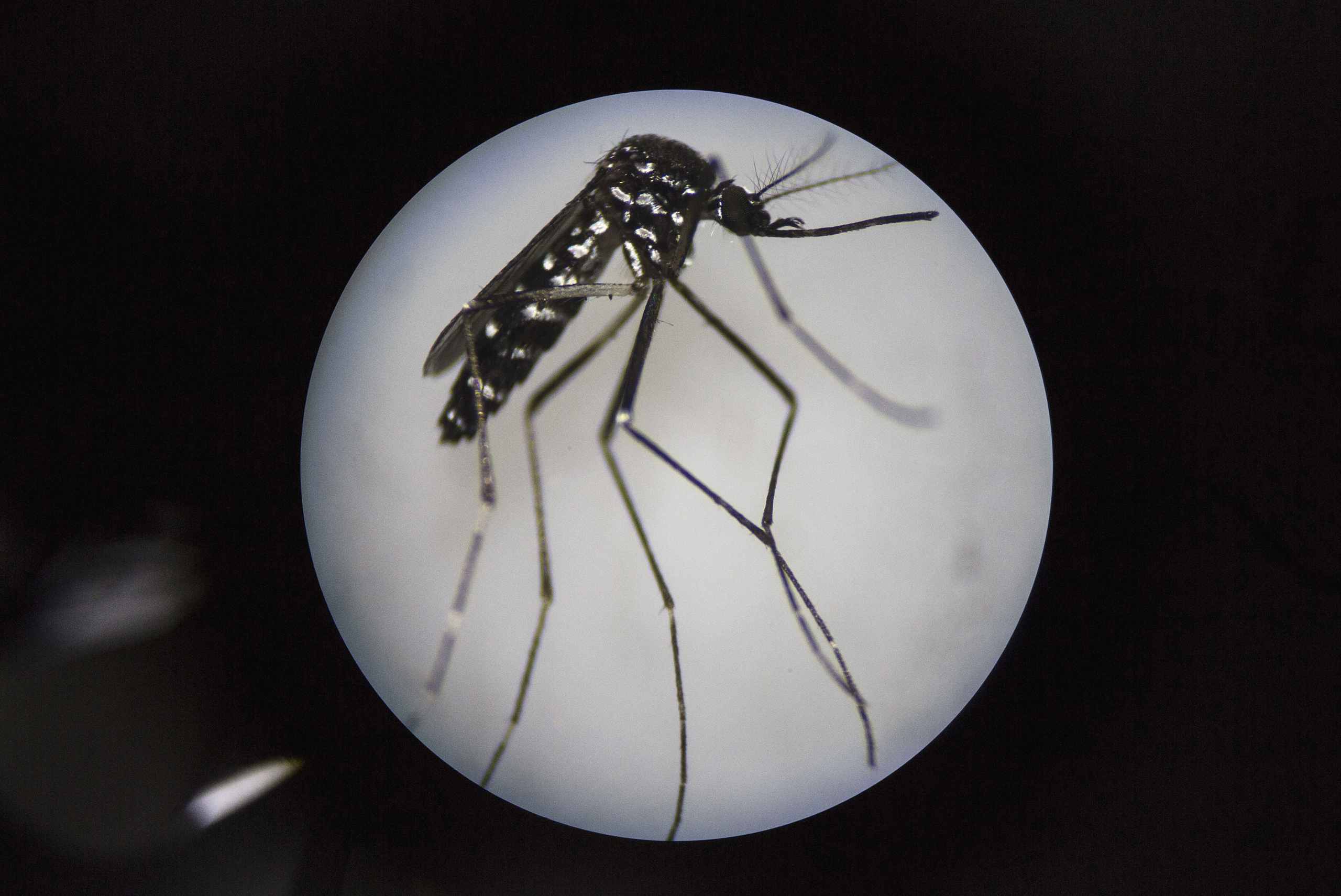 An adult female mosquito is seen uder a microscope at the Sun Yat-Sen University-Michigan University Joint Center of Vector Control for Tropical Disease in Guangzhou, China on June 21, 2016.