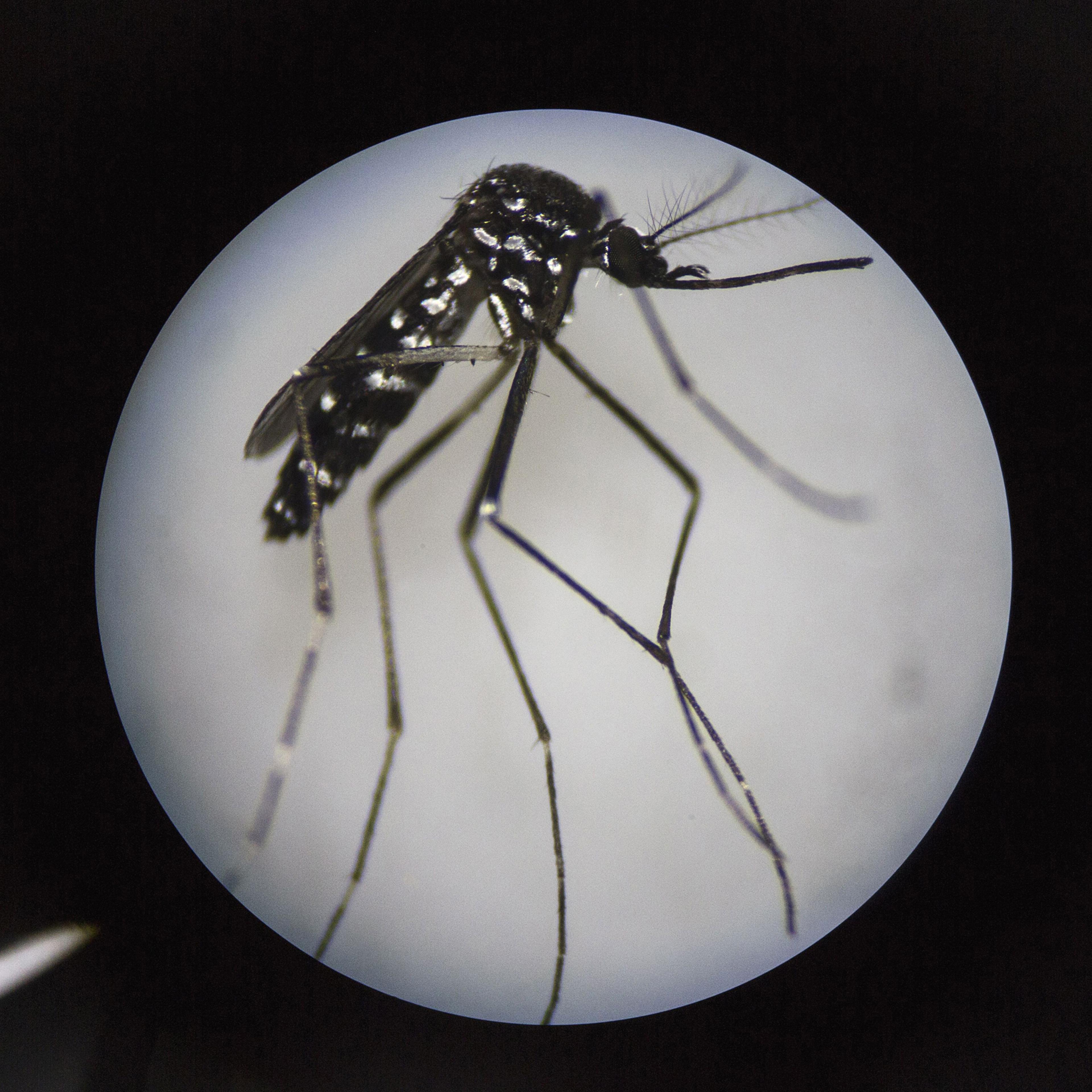 An adult female mosquito is seen uder a microscope at the Sun Yat-Sen University-Michigan University Joint Center of Vector Control for Tropical Disease in Guangzhou, China on June 21, 2016.