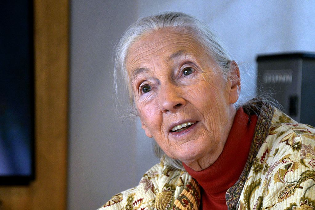Primatologist and conservationist Jane Goodall speaks during an interview with AFP in Bogota on Nov. 12, 2015.