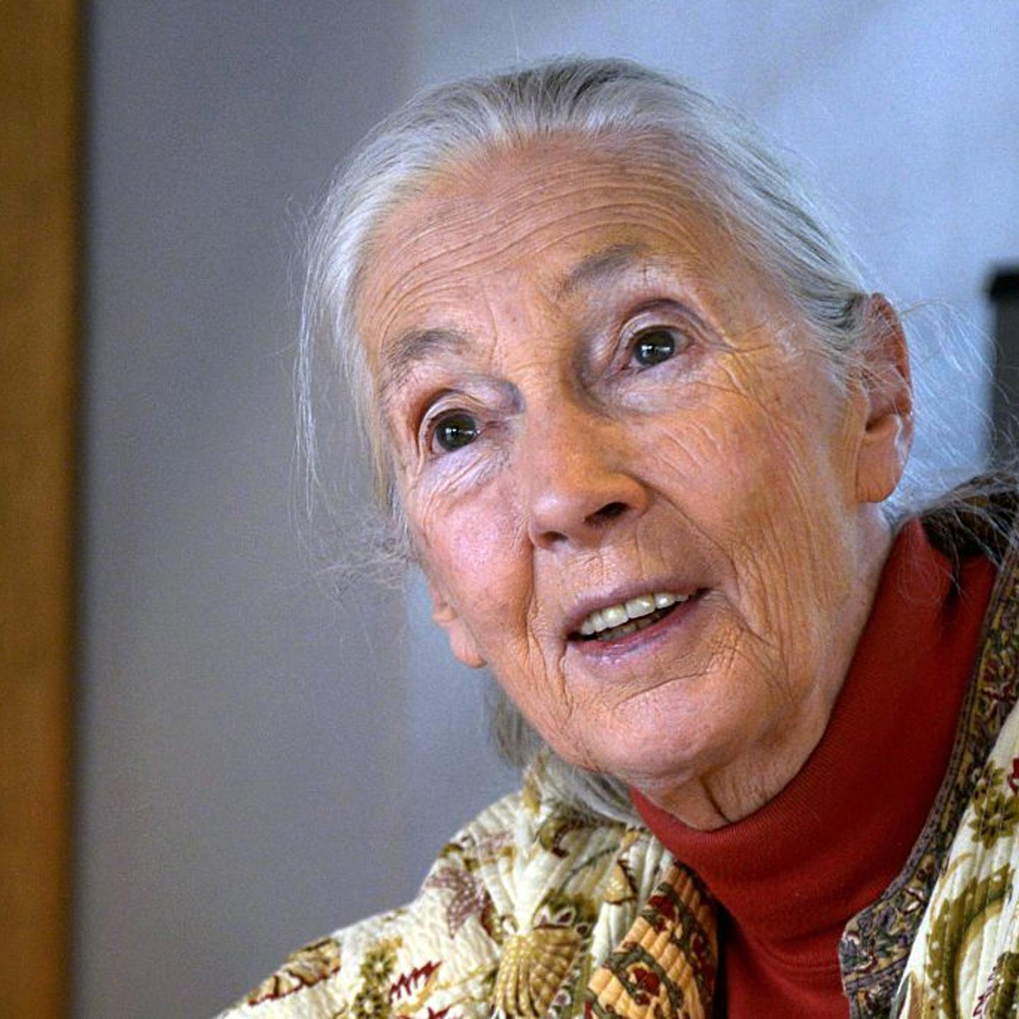 Primatologist and conservationist Jane Goodall speaks during an interview with AFP in Bogota on Nov. 12, 2015.