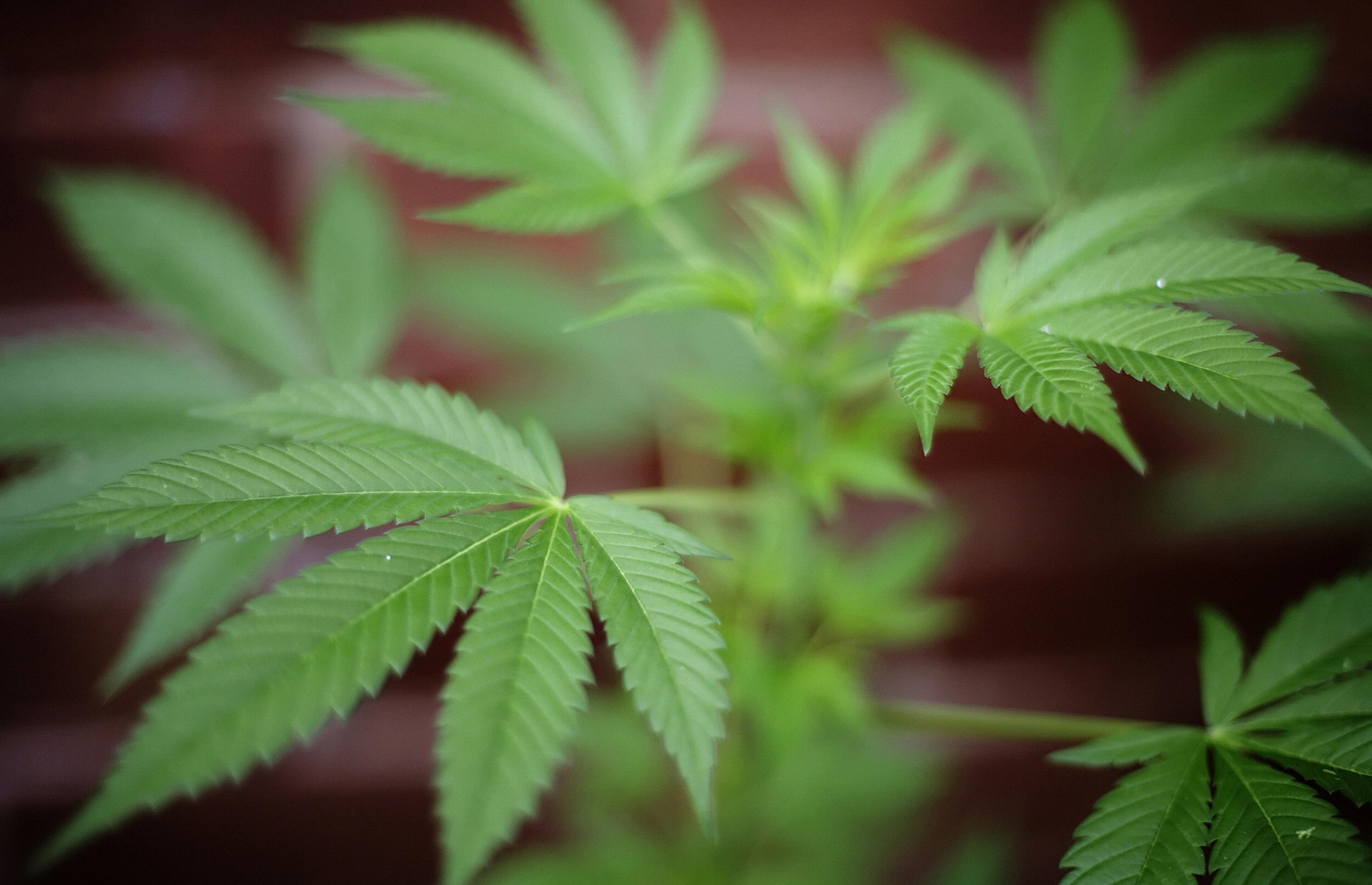 A cannabis plant is pictured in London, 08 October 2007.