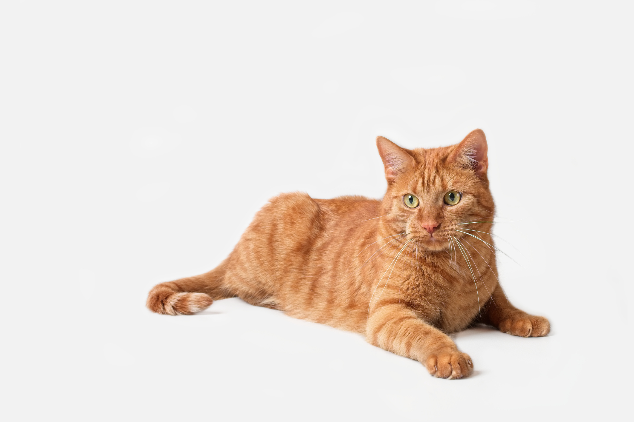 Betrayed Cat Observes Its Owner Bonding With New Kitten