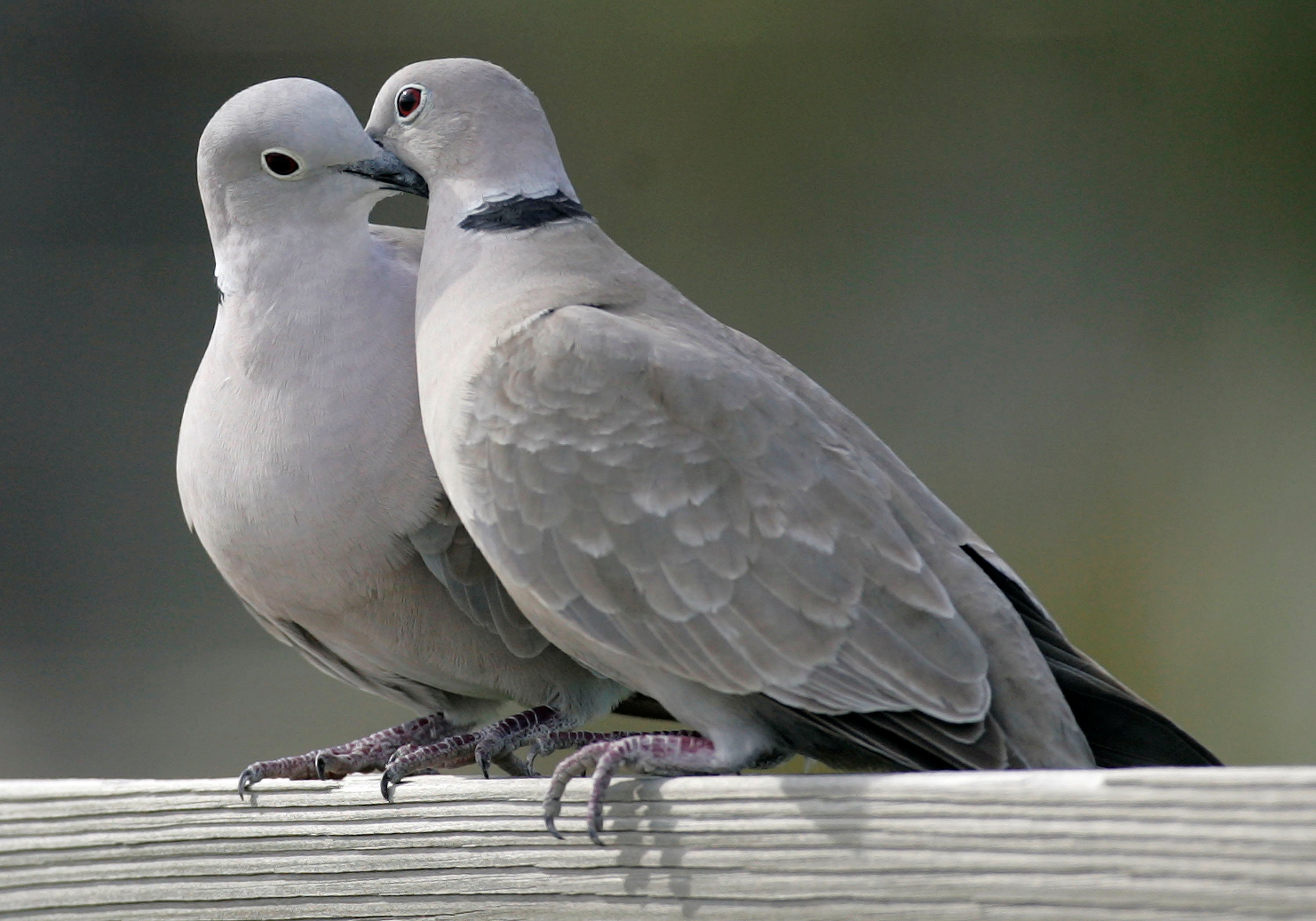 This photo shows two turtle doves in St. George Island, Fla. on Feb. 12, 2009.