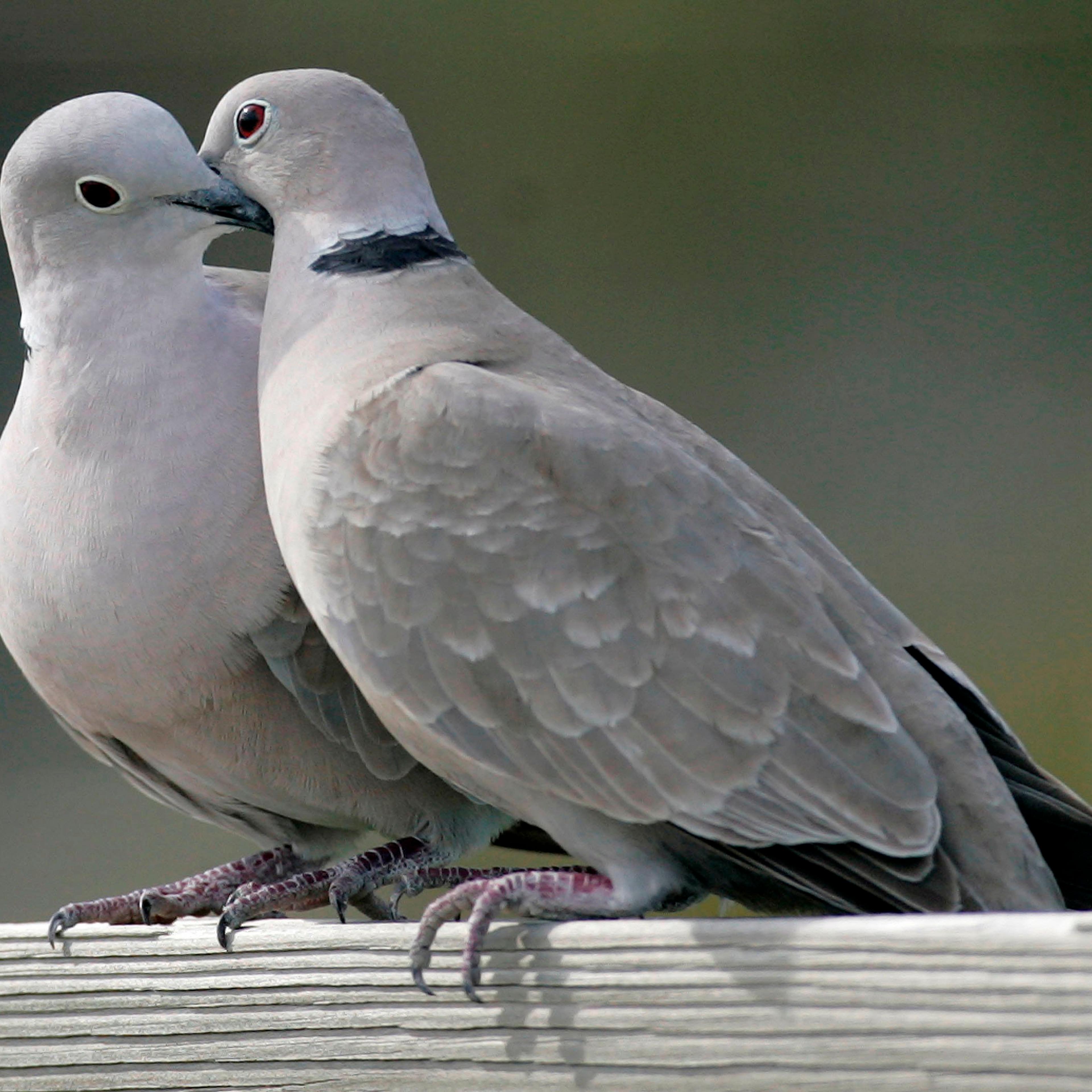 This photo shows two turtle doves in St. George Island, Fla. on Feb. 12, 2009.