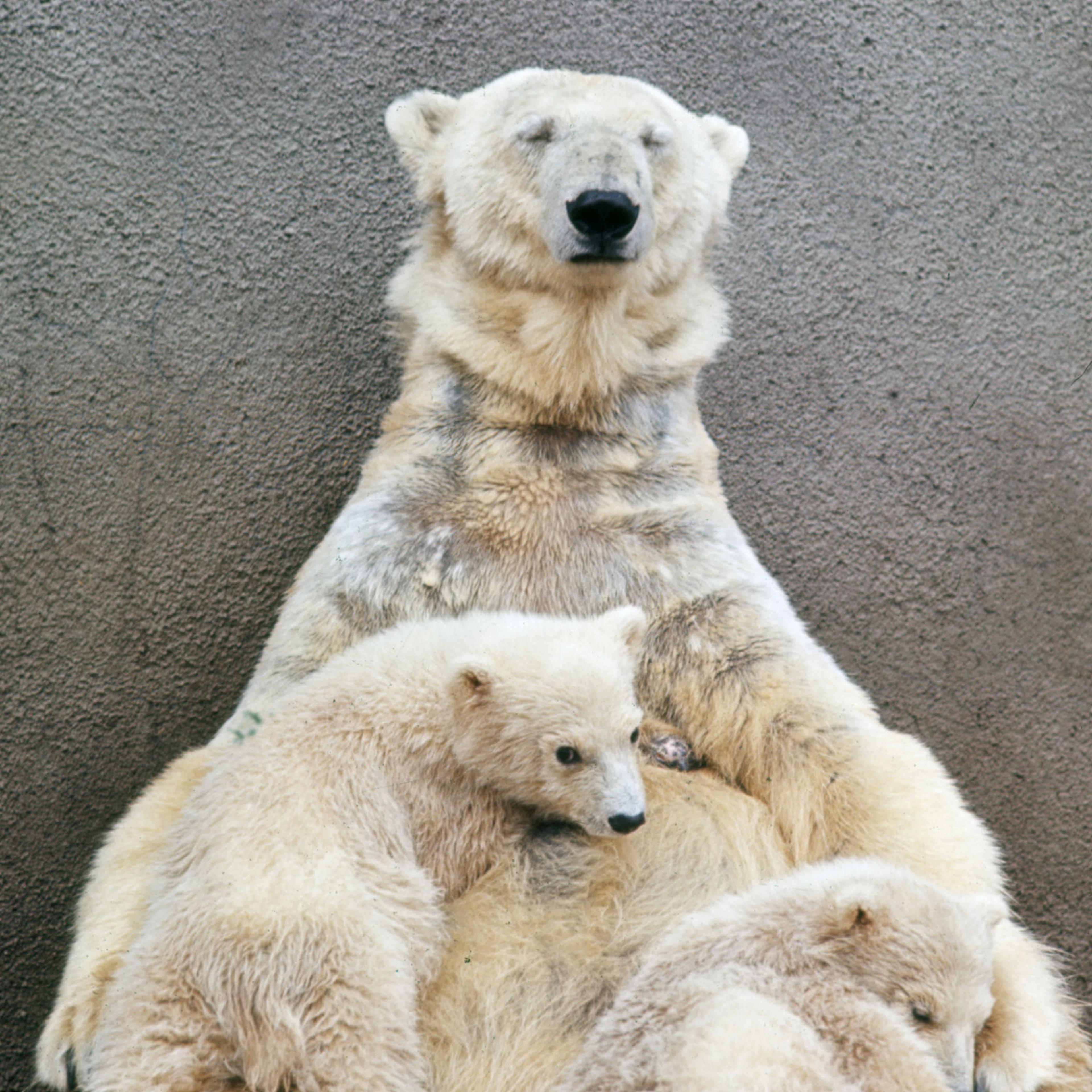Hilda, the 15-year-old grande dame of Detroit's bears, cradles her latest set of twins, her fourth pair.