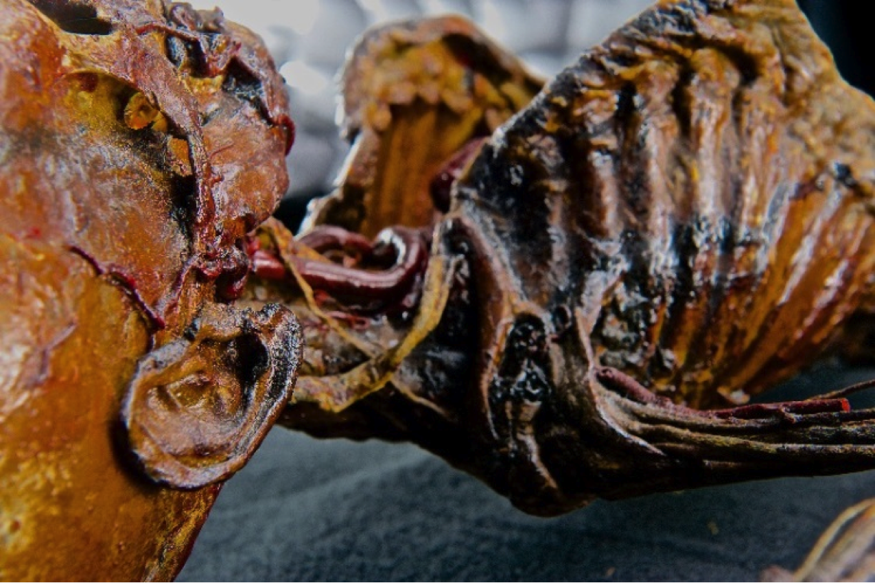A child mummy is a part of the Burns Collection that is traveling with the Mummies of the World: The Exhibition.