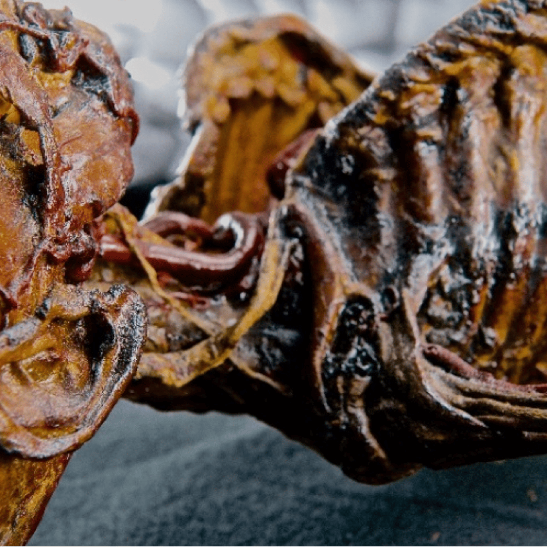A child mummy is a part of the Burns Collection that is traveling with the Mummies of the World: The Exhibition.