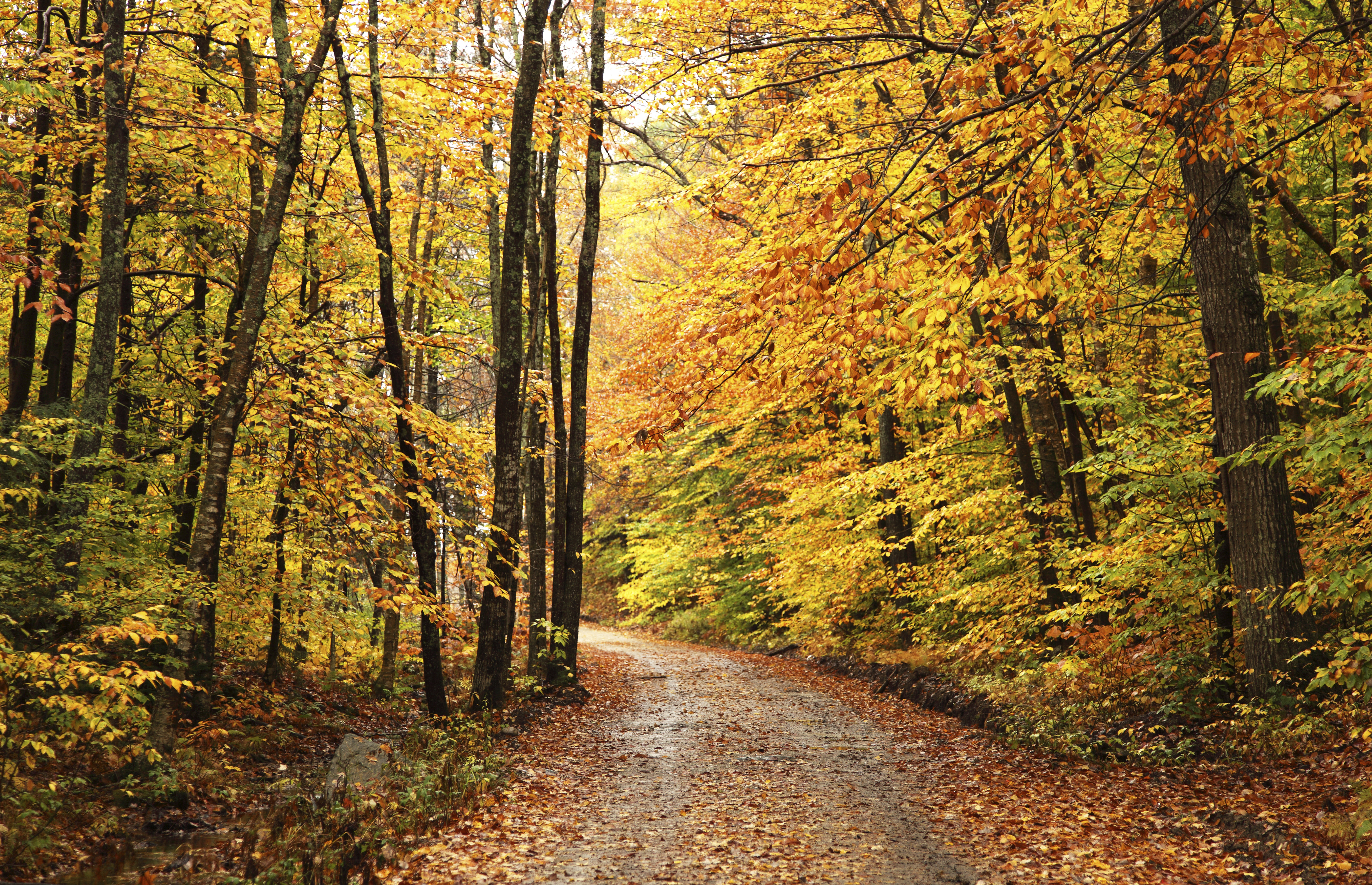 Autumn leaves