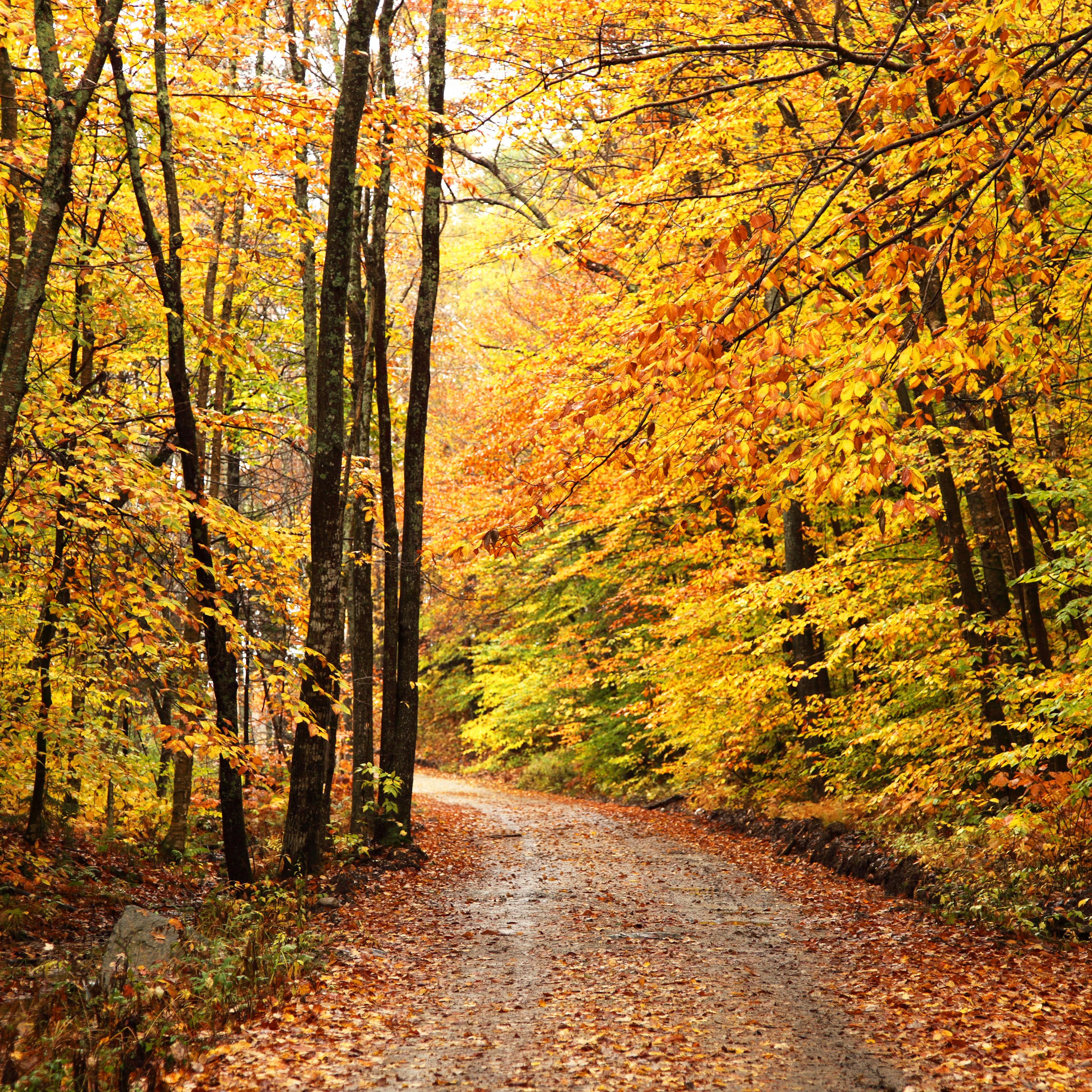 Autumn leaves