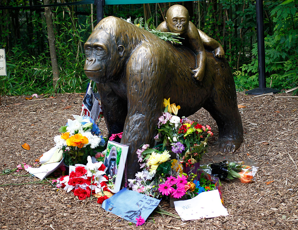Controversy Rages After Shooting Death Of Endangered Gorilla At Cincinnati Zoo