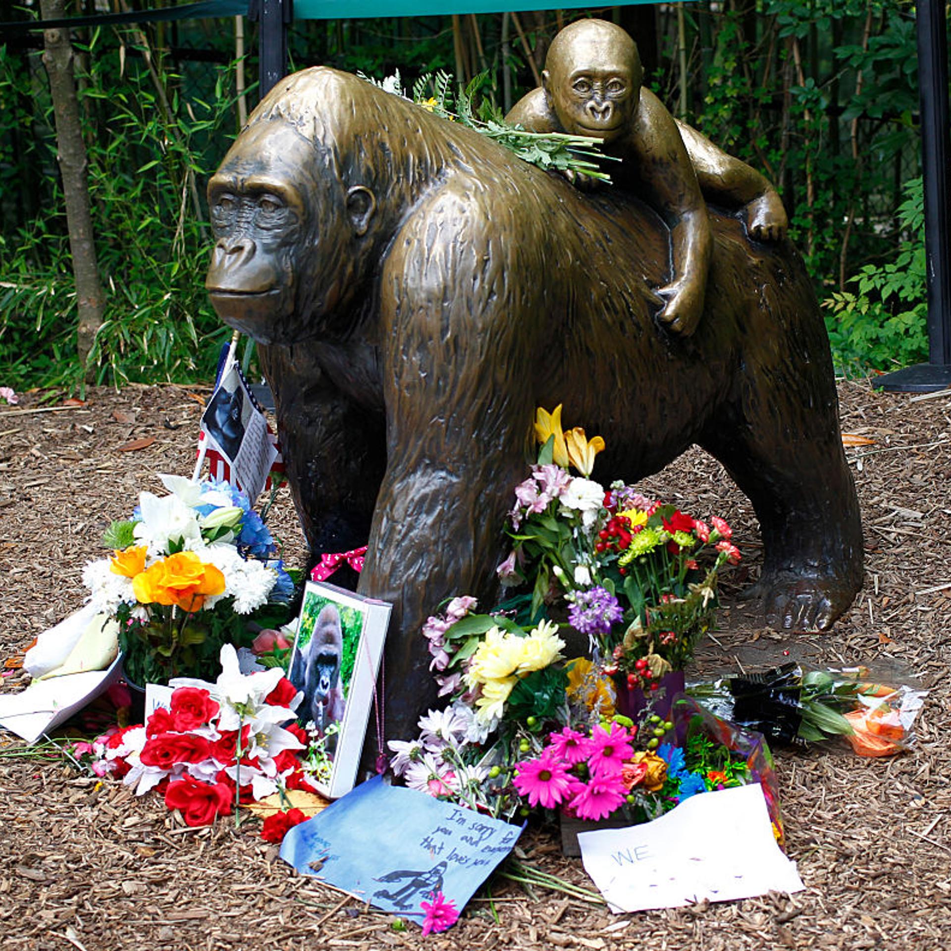Controversy Rages After Shooting Death Of Endangered Gorilla At Cincinnati Zoo