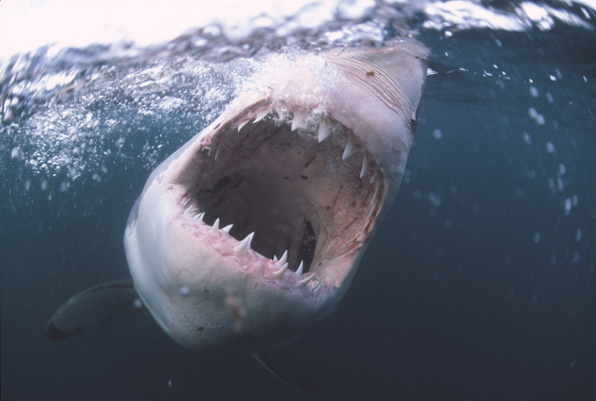 A 12 foot great white shark, Guadalupe Island, Mexico.