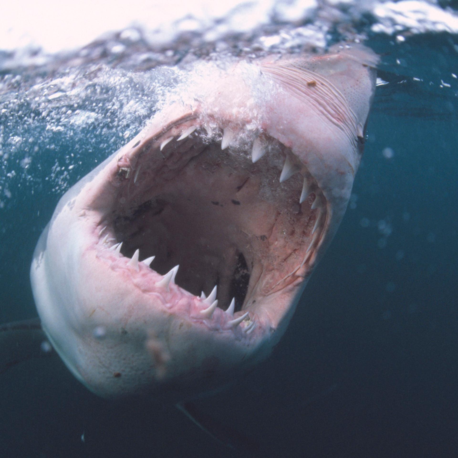 A 12 foot great white shark, Guadalupe Island, Mexico.