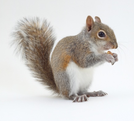 Squirrel holding nut