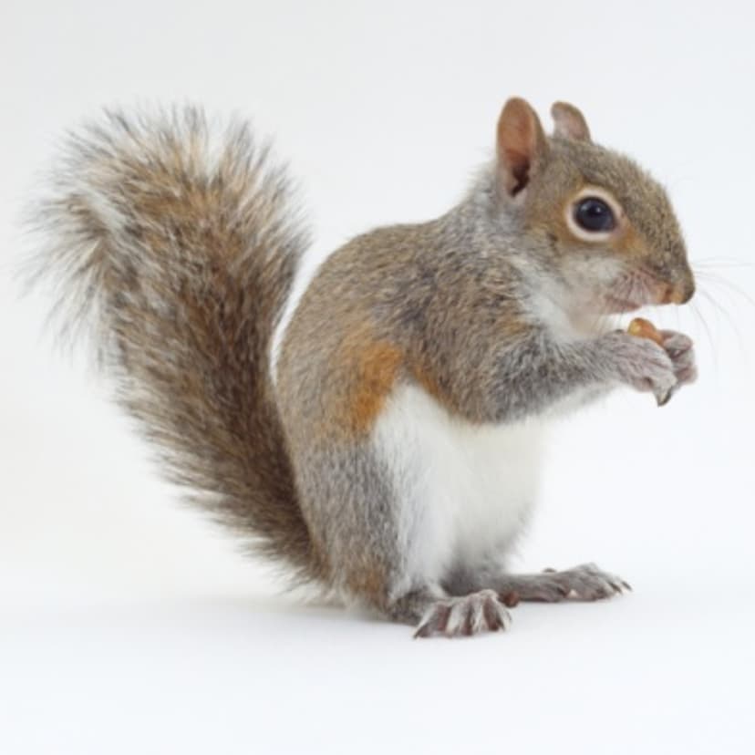 Squirrel holding nut