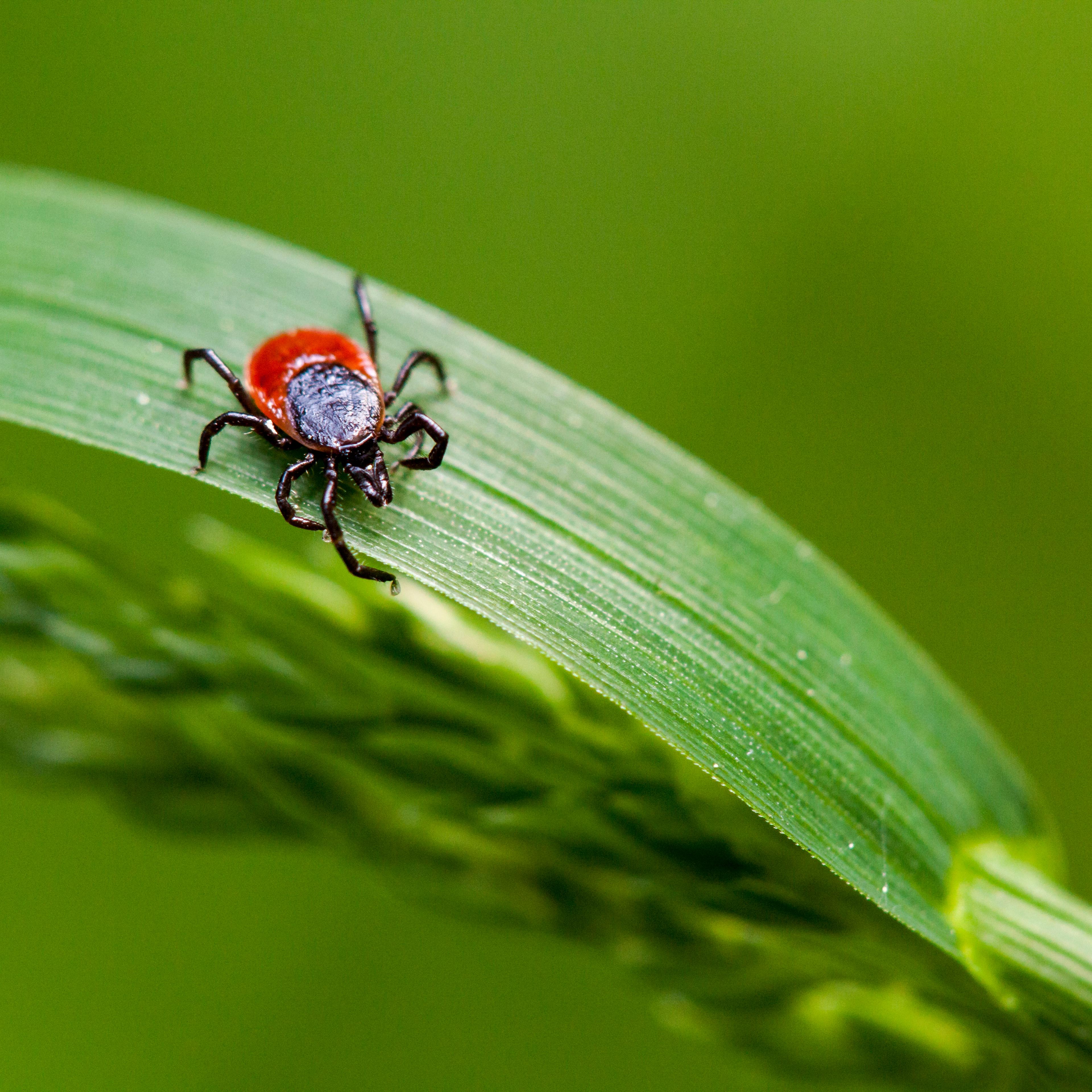 tick-lyme-disease