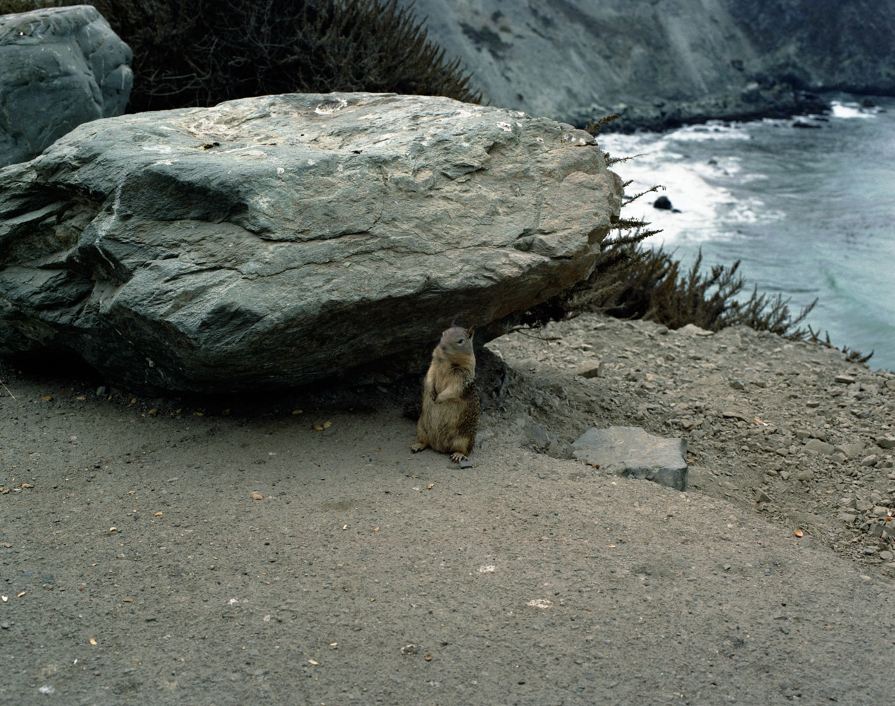 Ed Panar's Photos of Animals Looking at Him