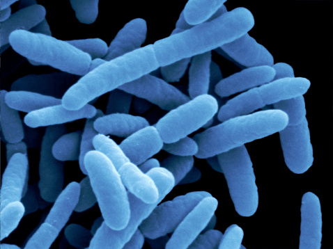 Escherichia coli bacteria by scanning electron microscopy (SEM).