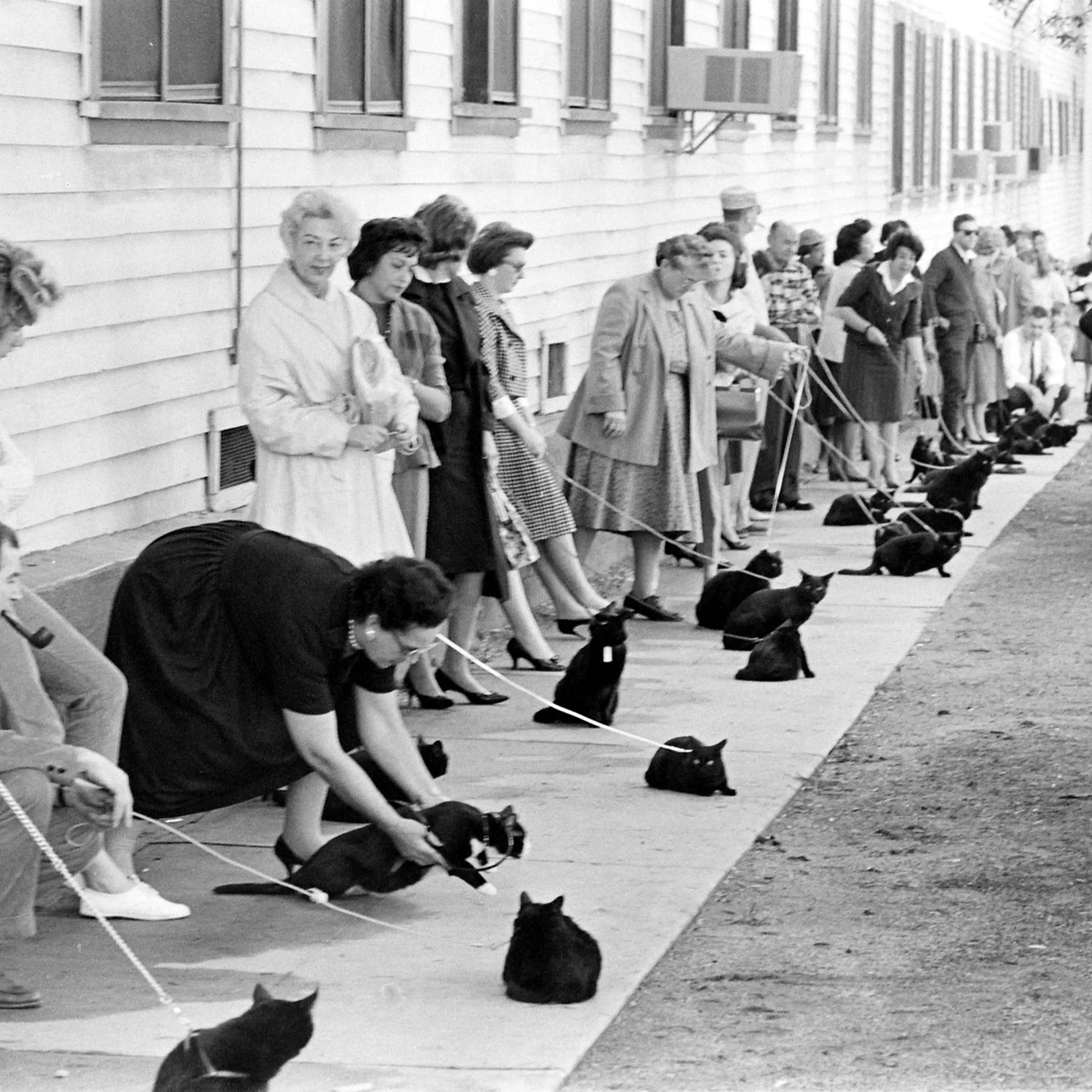 Black Cat Audition, 1961