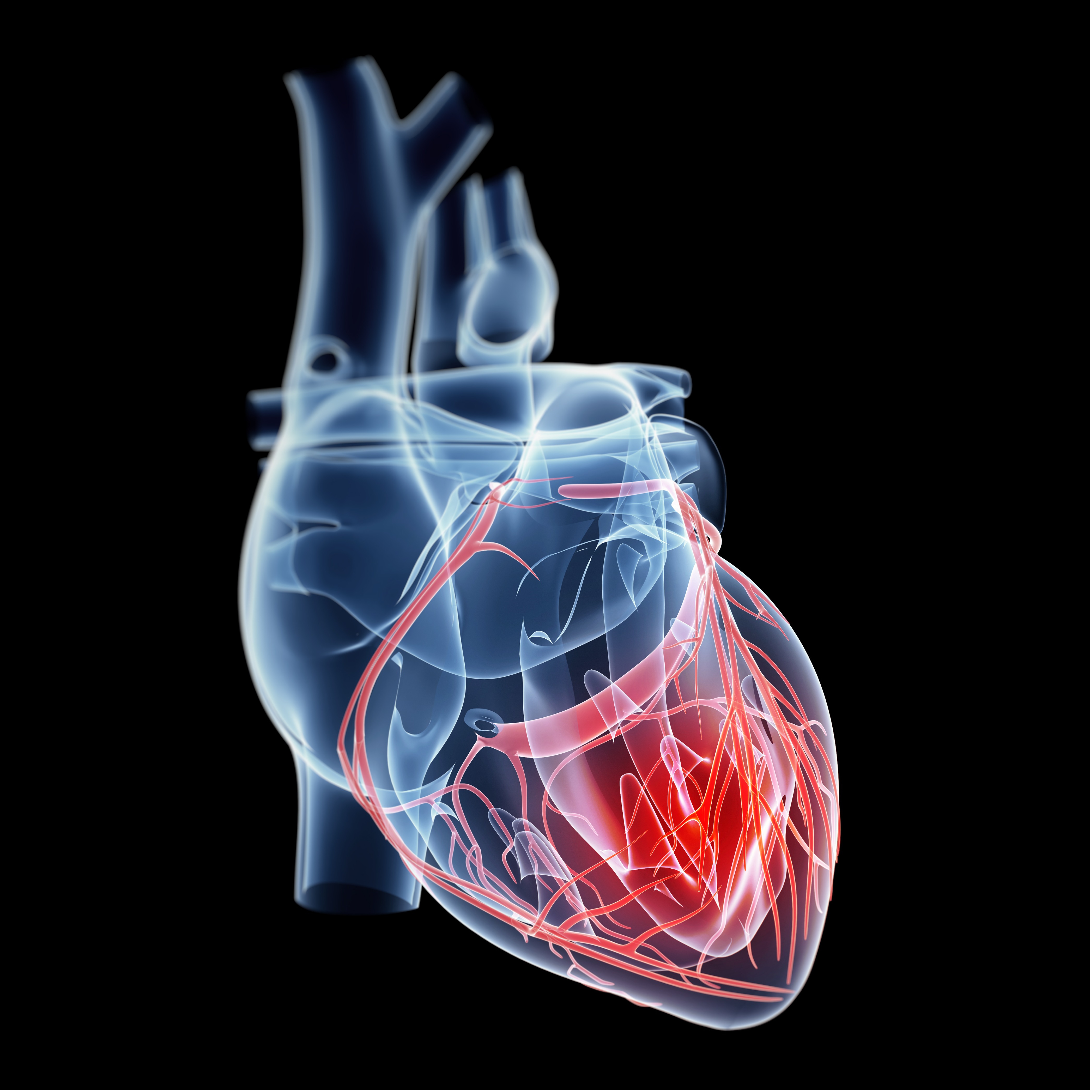 heart organ