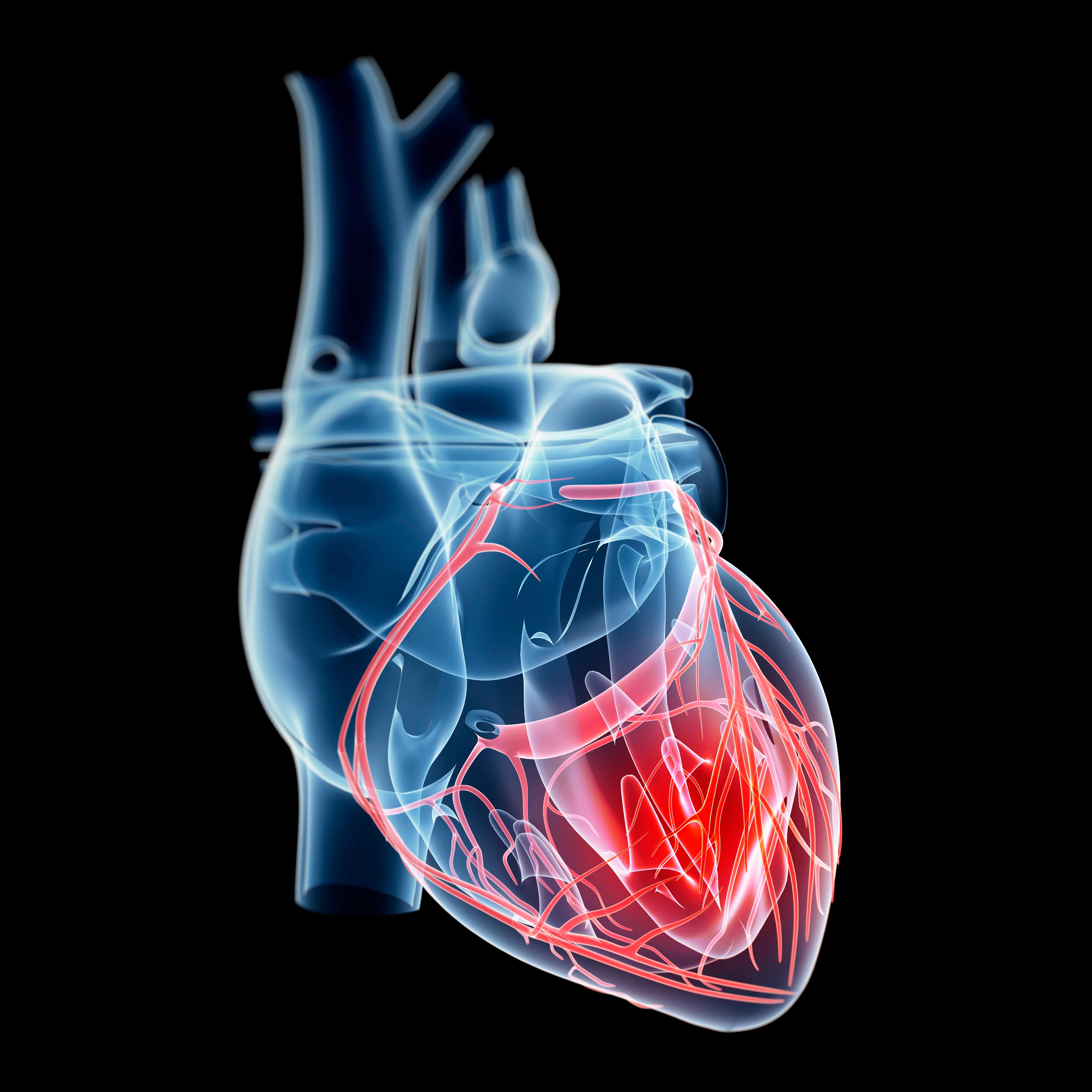 heart organ