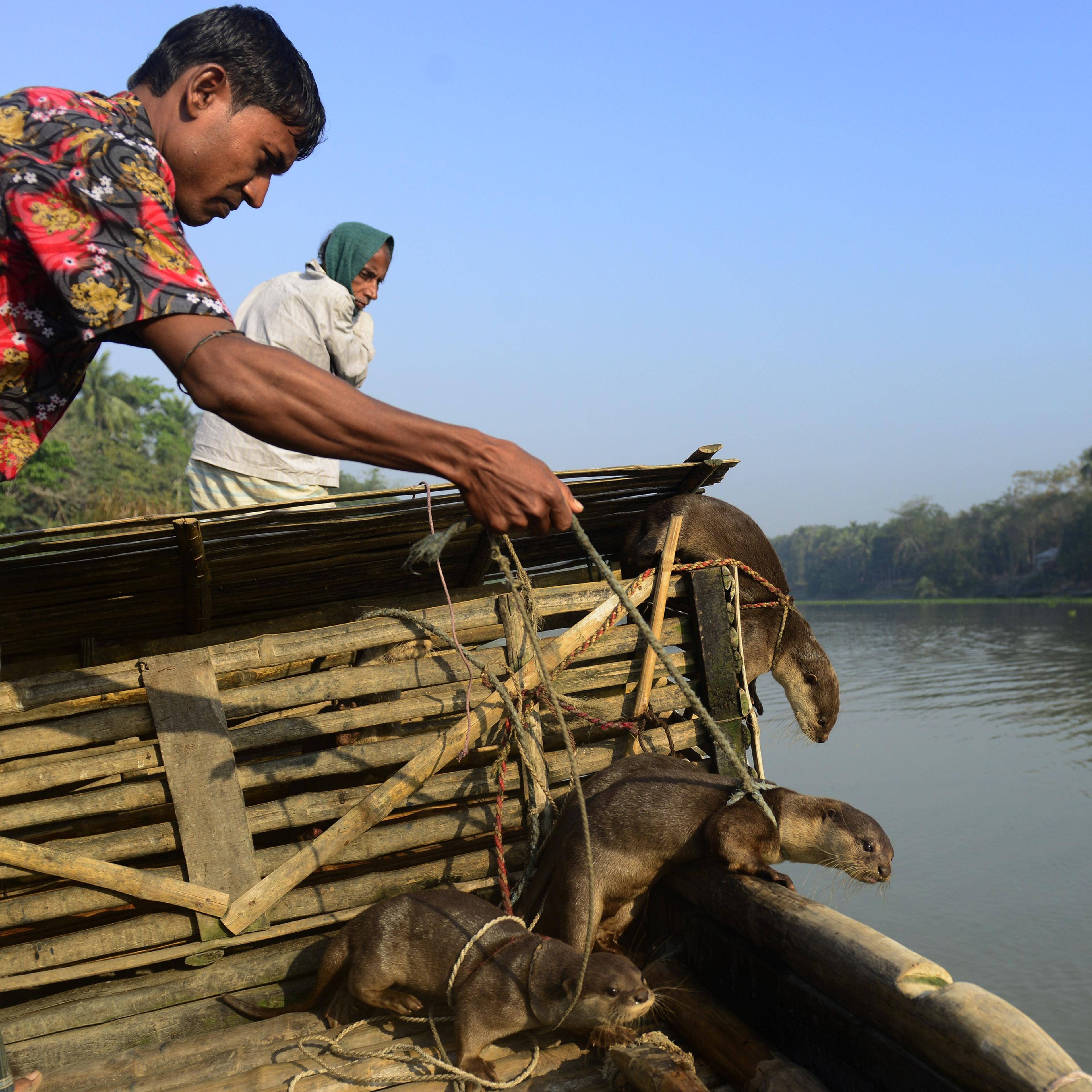 BANGLADESH-FISHING-TRADITION-OTTER