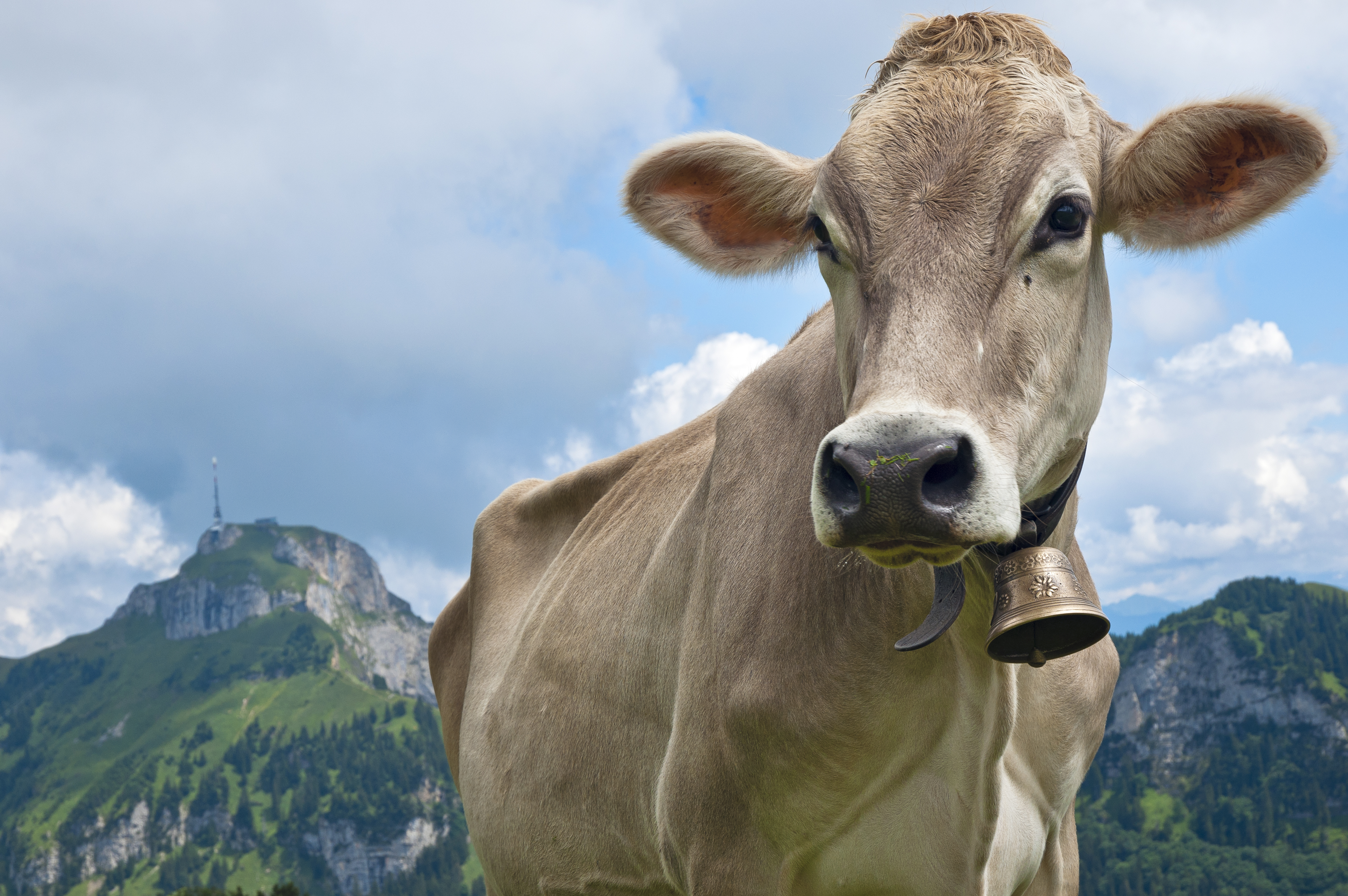 Switzerland, Canton of Appenzell Innerrhoden, Cow with bell, Hoher Kasten in the background