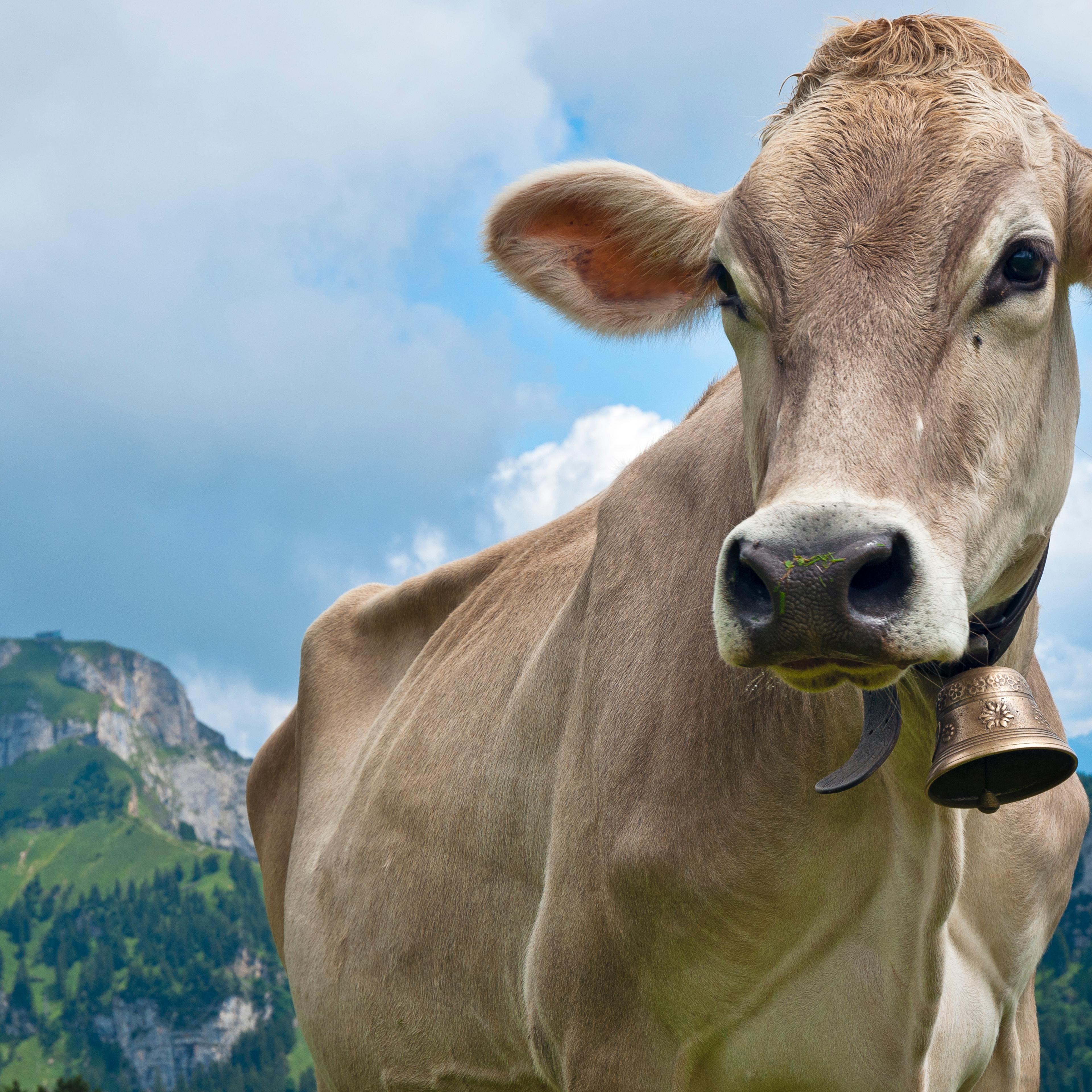Switzerland, Canton of Appenzell Innerrhoden, Cow with bell, Hoher Kasten in the background