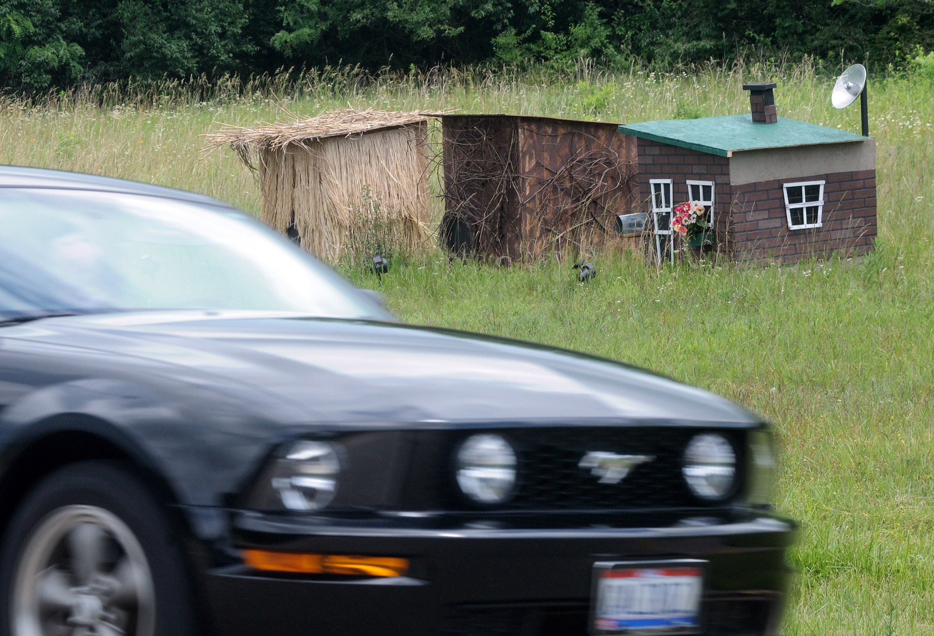 Pigs Loose Houses