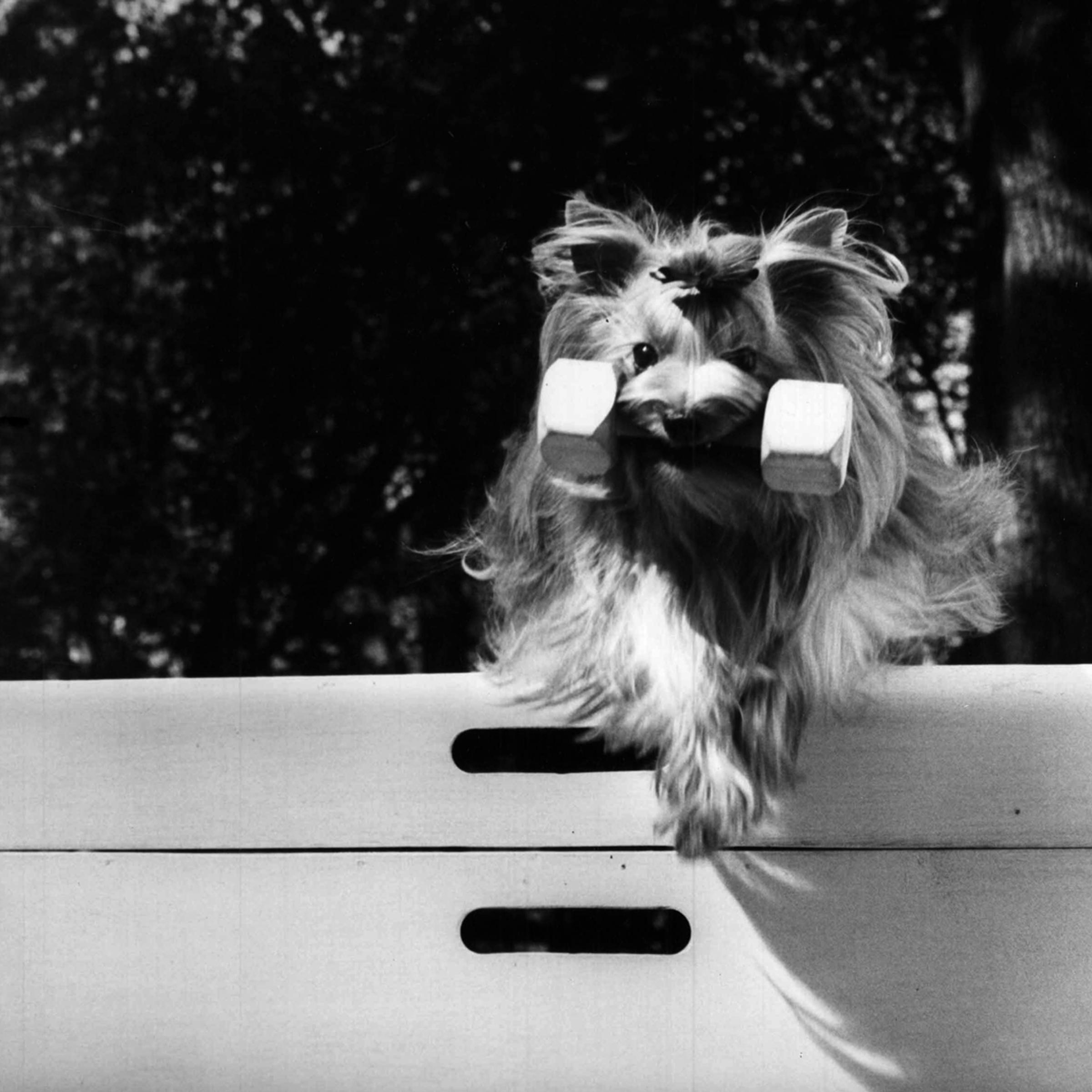 Yorkshire Terriers