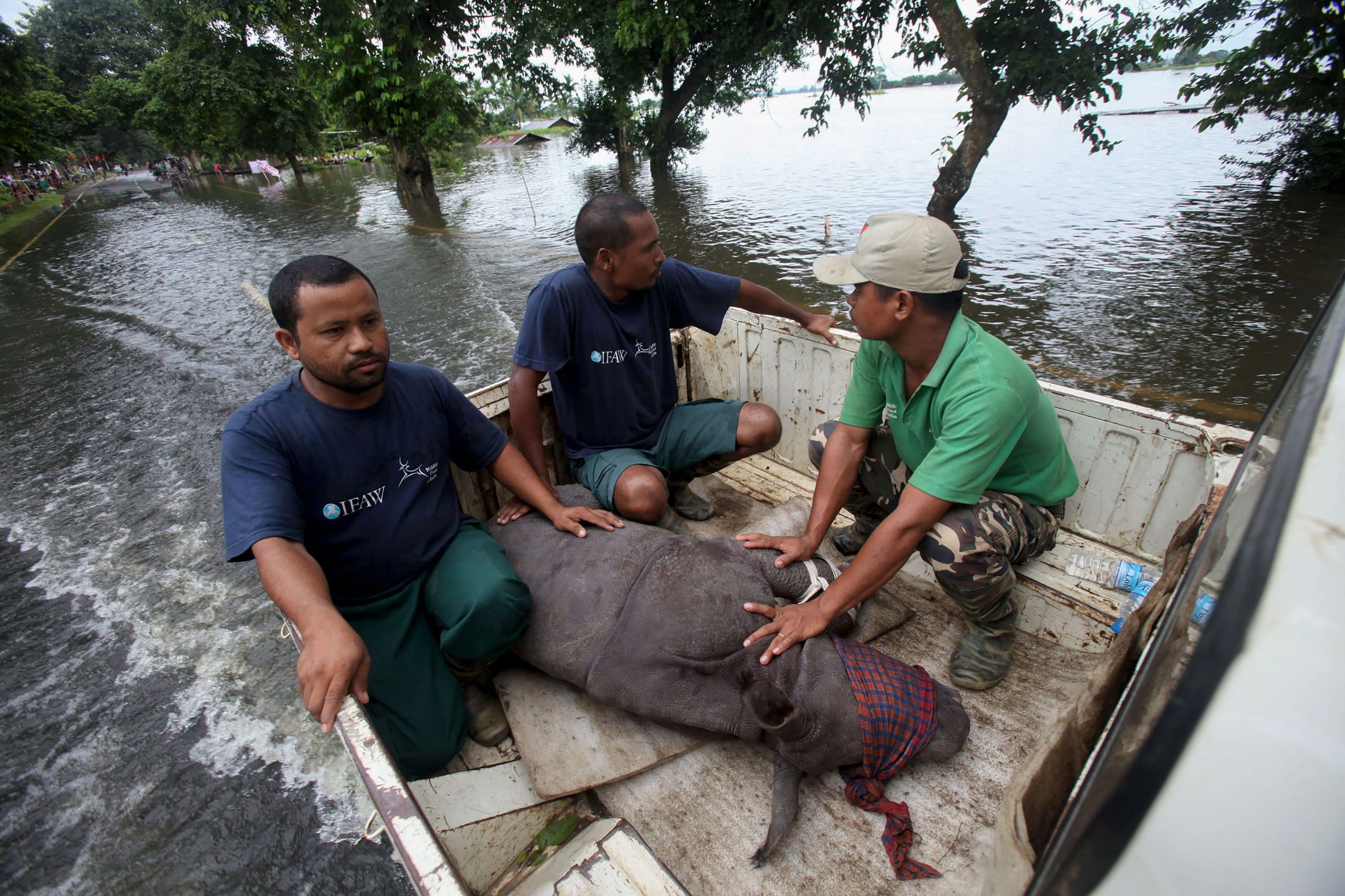 A rescued infant rhino calf is transported to safety after being found by IFAW-WTI wildlife officials and volunteers in flood waters in the Sildubi area of the Bagori forest range of Kaziranga National Park in the northeastern Indian state of Assam. on J