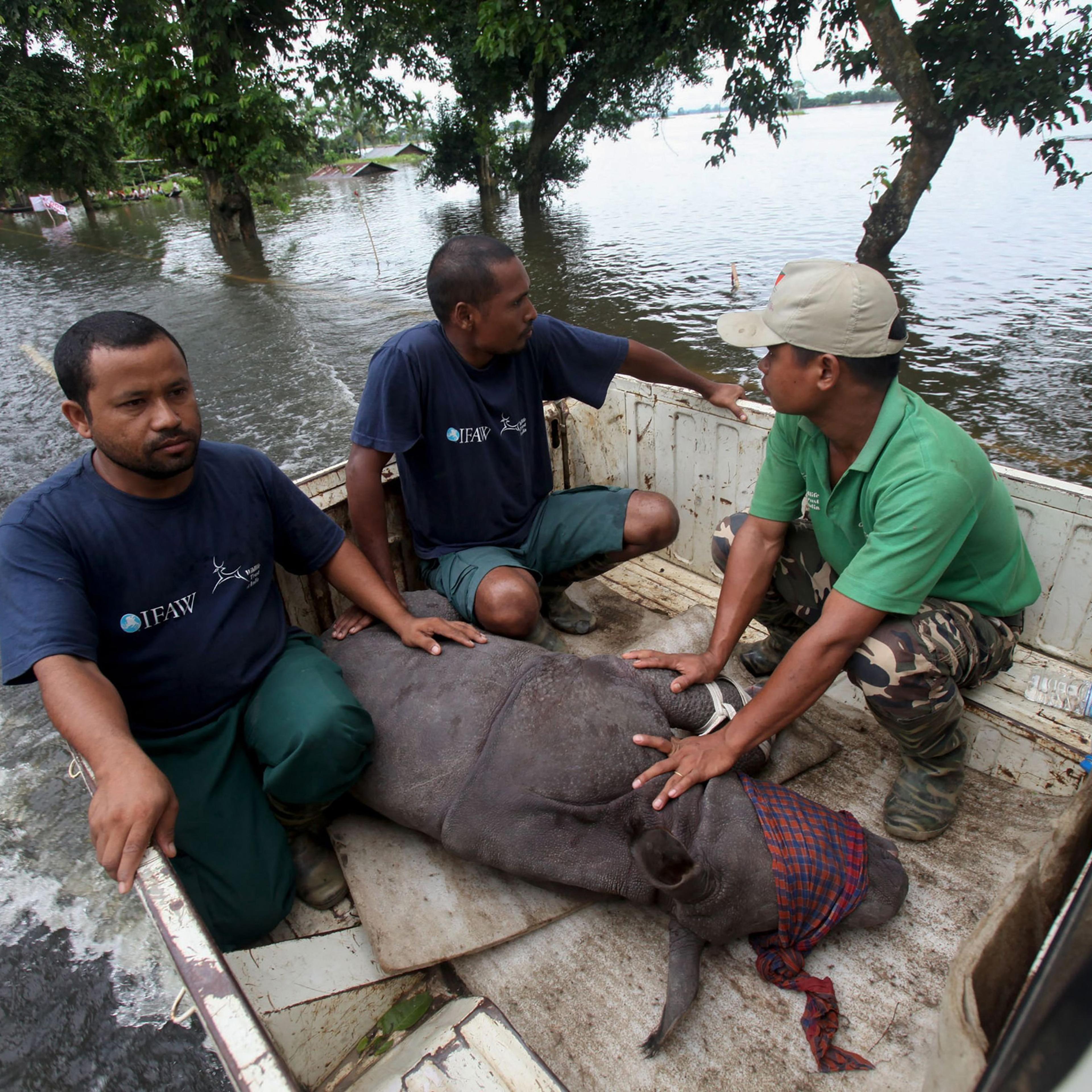 A rescued infant rhino calf is transported to safety after being found by IFAW-WTI wildlife officials and volunteers in flood waters in the Sildubi area of the Bagori forest range of Kaziranga National Park in the northeastern Indian state of Assam. on J