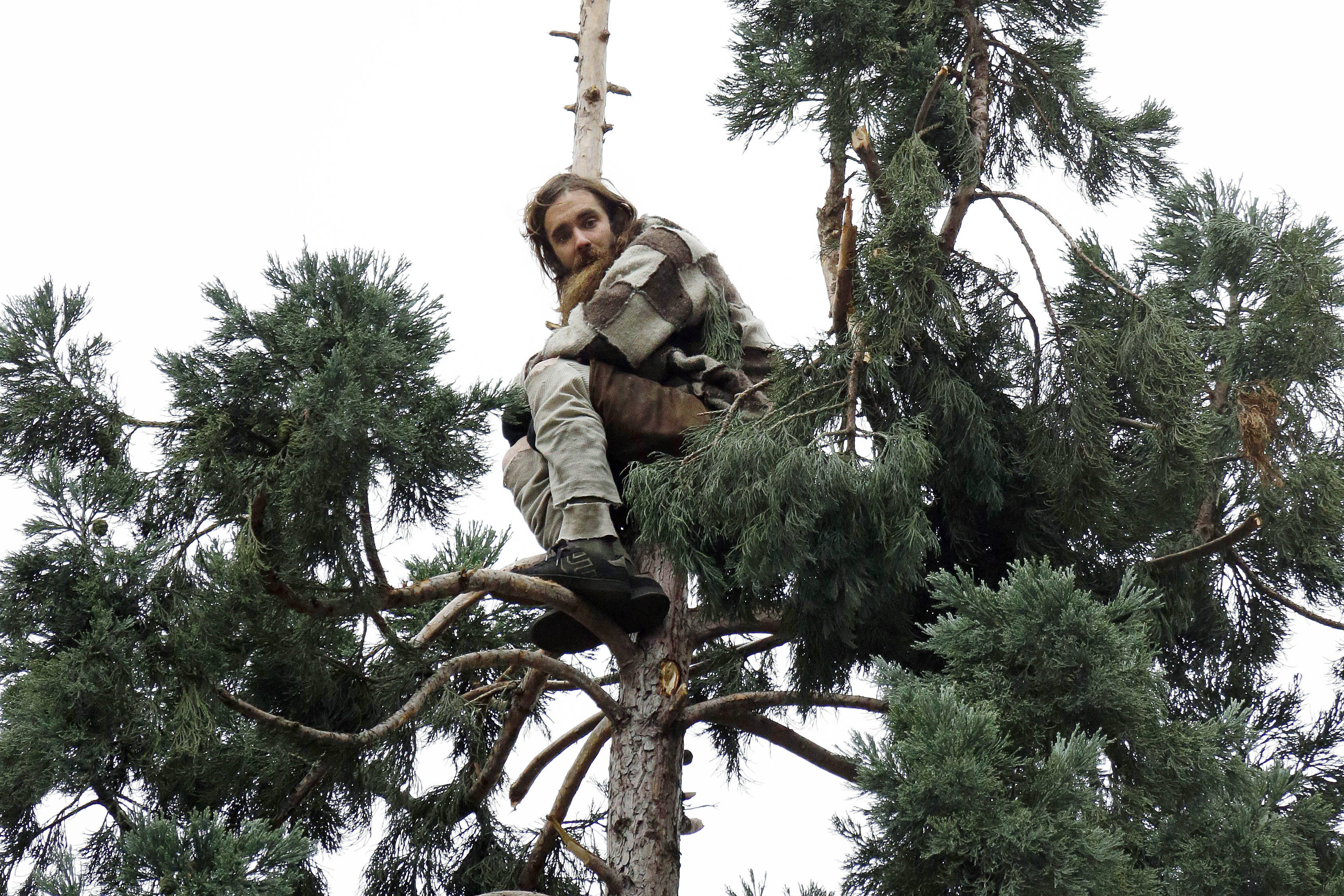 Cody Lee Miller sits near the top of a tree in downtown Seattle on March 23, 2016.