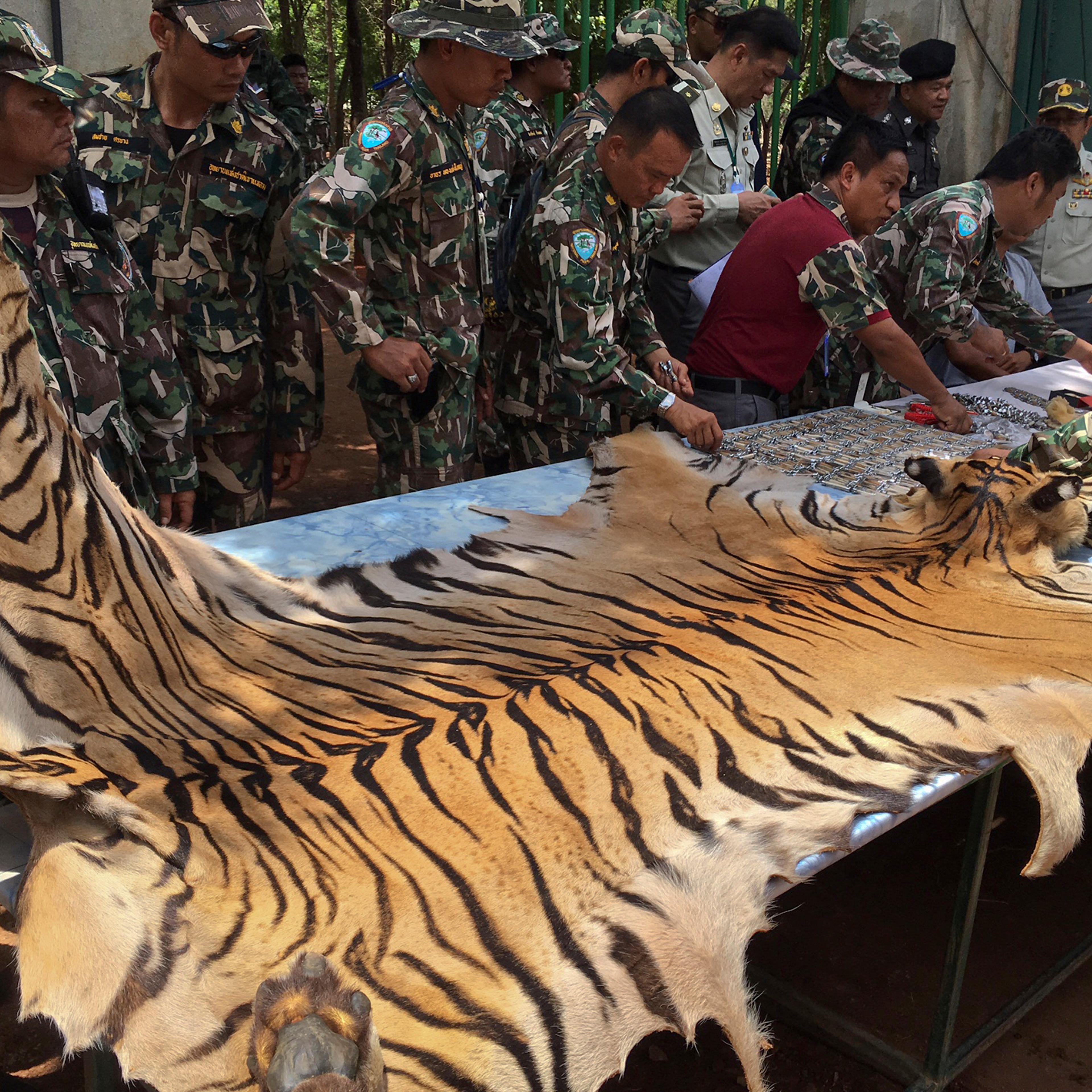 National Parks and Wildlife officers examine the skin of a tiger at the "Tiger Temple," in Saiyok district in Kanchanaburi province, west of Bangkok, Thailand, June 2, 2016.