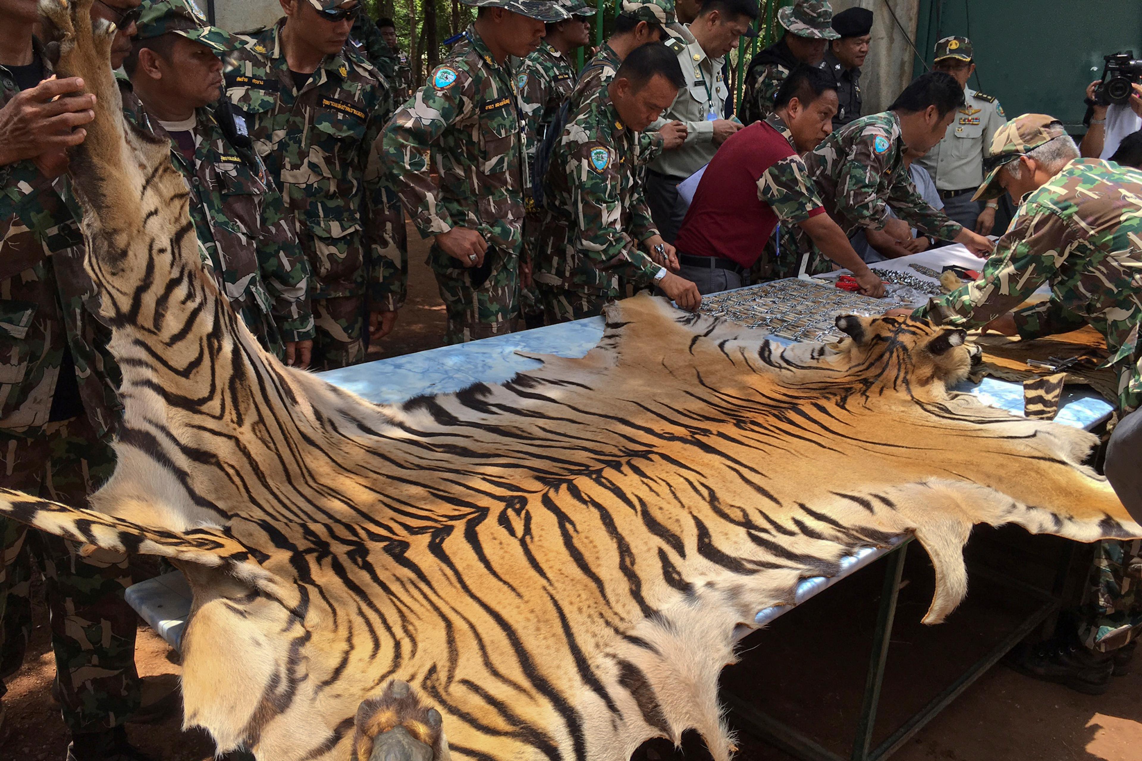 National Parks and Wildlife officers examine the skin of a tiger at the "Tiger Temple," in Saiyok district in Kanchanaburi province, west of Bangkok, Thailand, June 2, 2016.