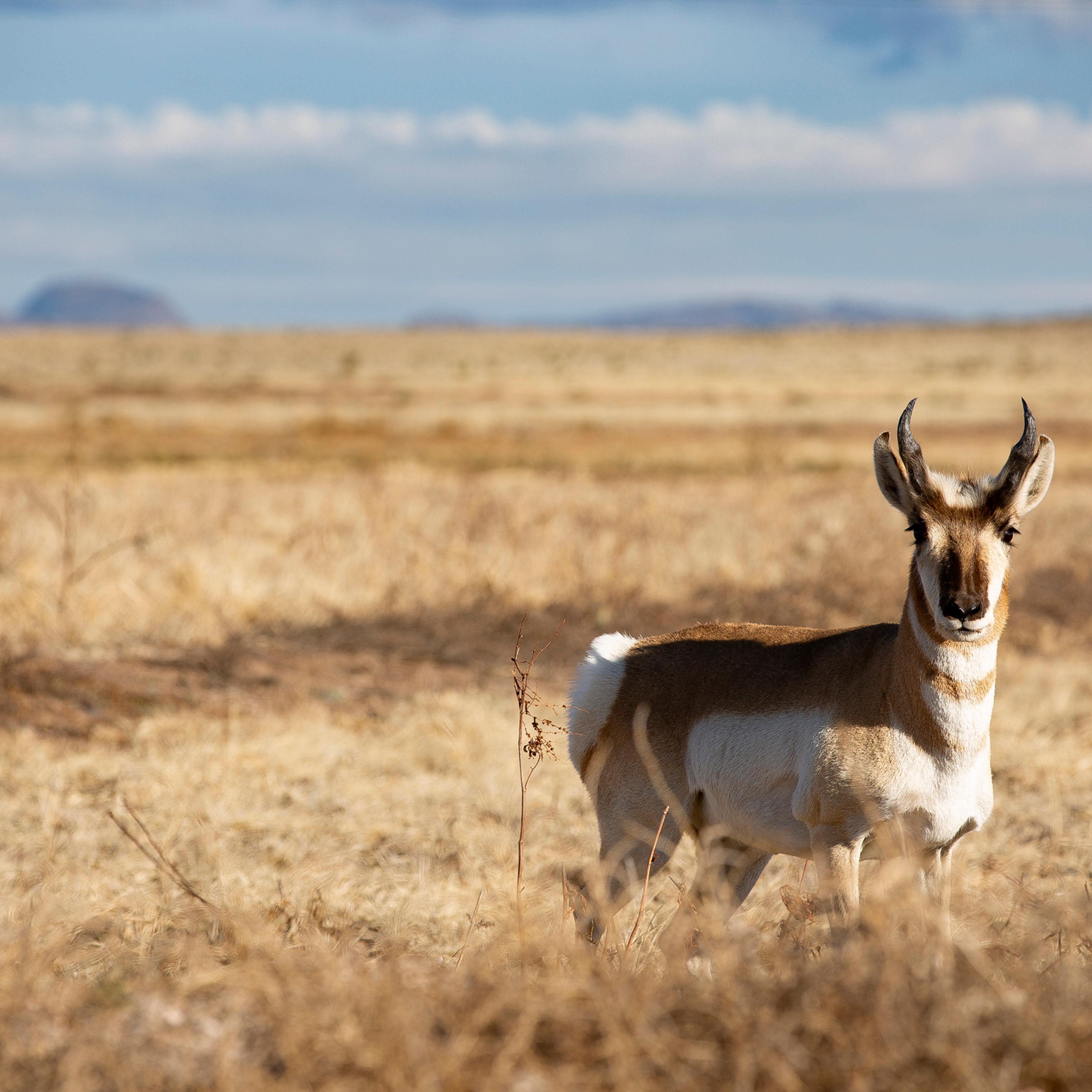 Antelope on the Range