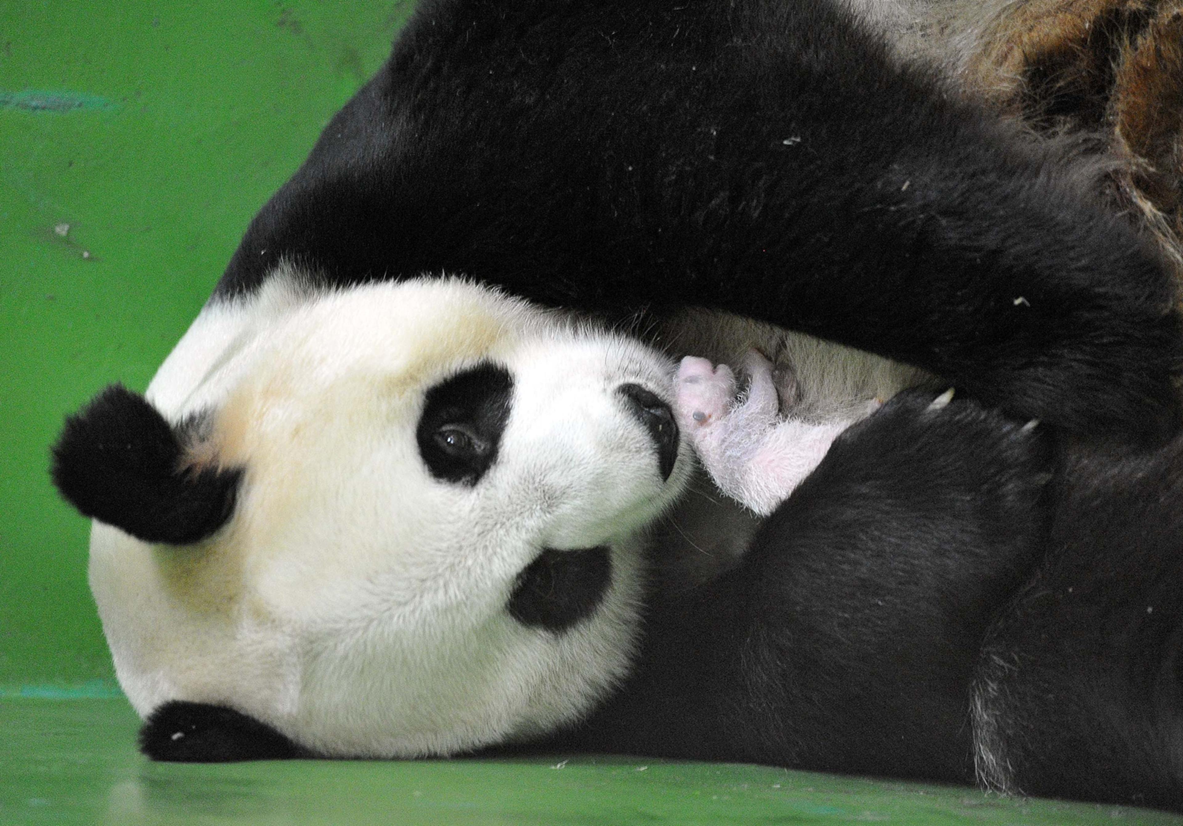 Johnson Panda Pictures of the Week: Aug. 8 – Aug. 15