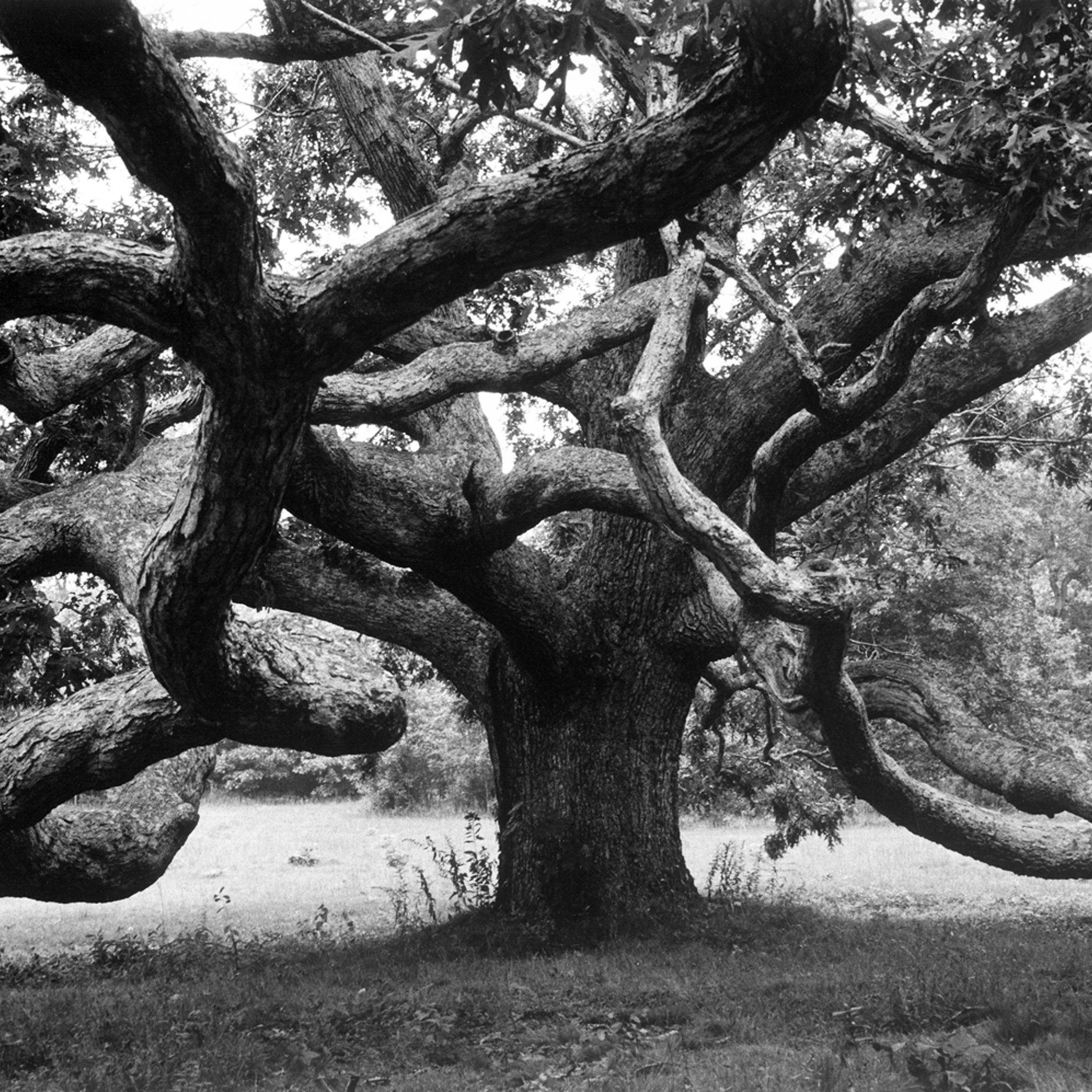 Giant oak tree on Martha's Vineyard, 1969.