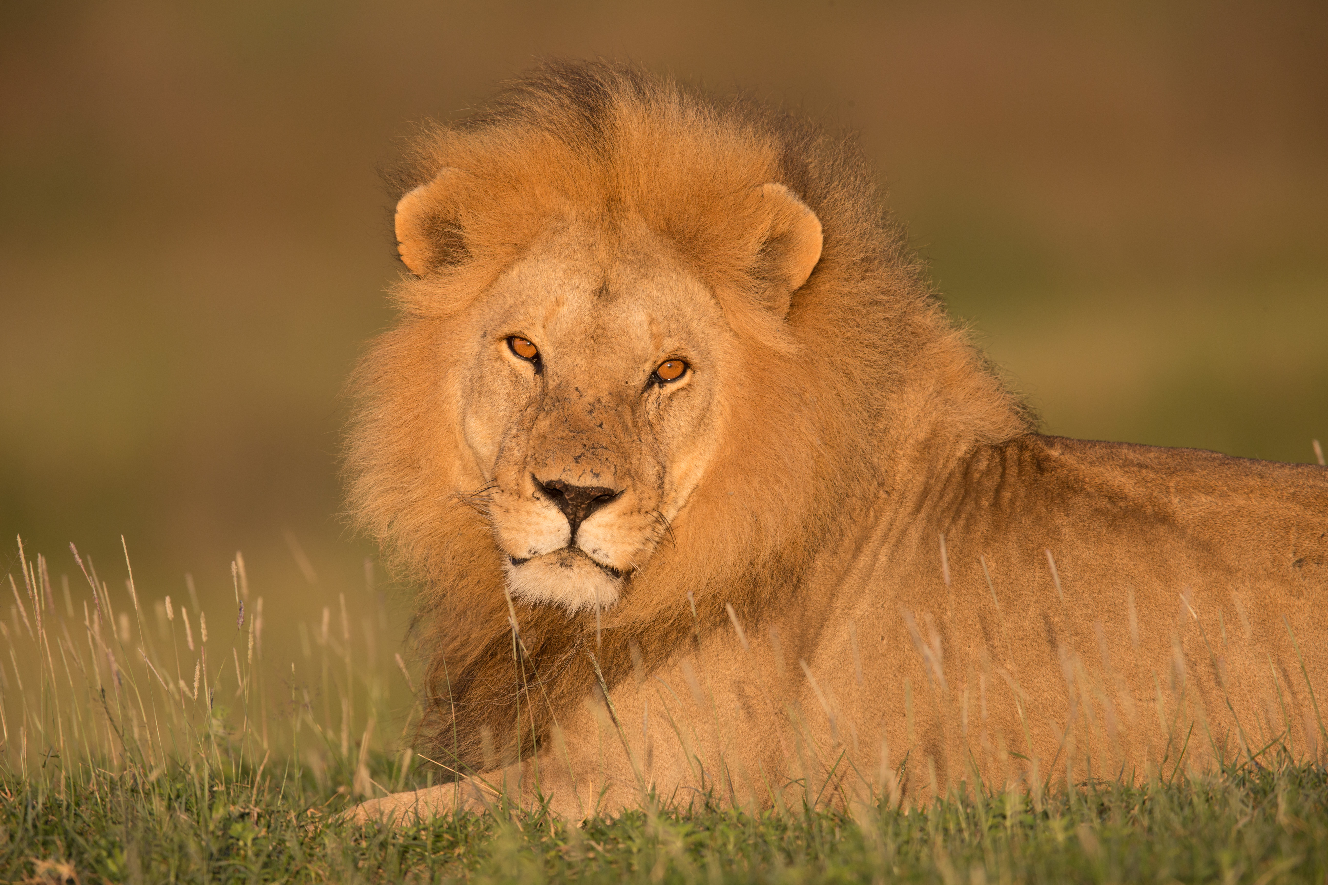 lion endangered species